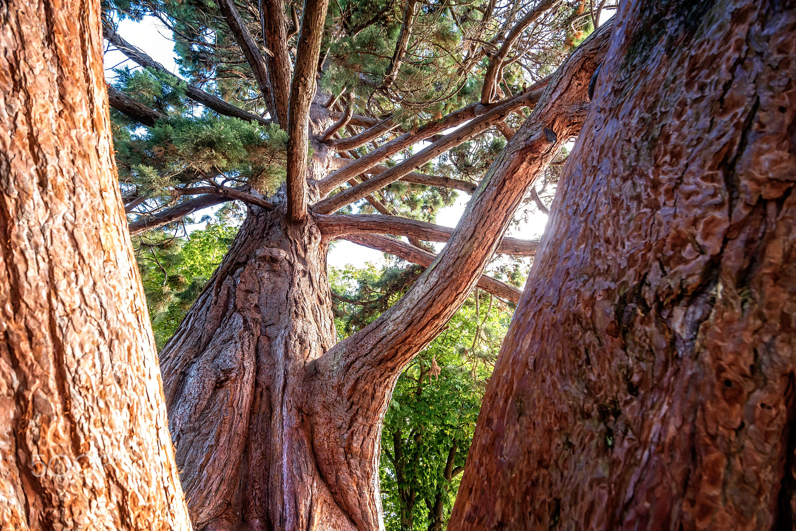 Tokina AT-X Pro 11-16mm F2.8 DX sample photo. Beacon hill park, victoria bc photography
