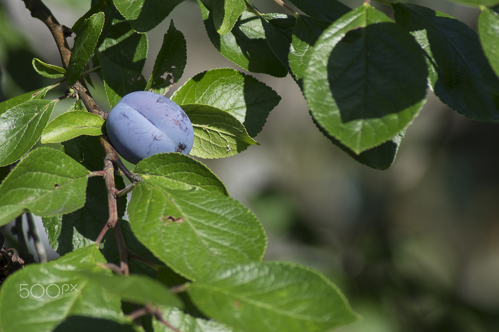 Tamron AF 70-300mm F4-5.6 Di LD Macro sample photo. Plum photography