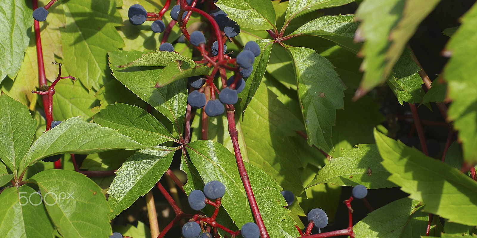 Pentax smc DA* 50-135mm F2.8 ED (IF) SDM sample photo. Wild wine photography