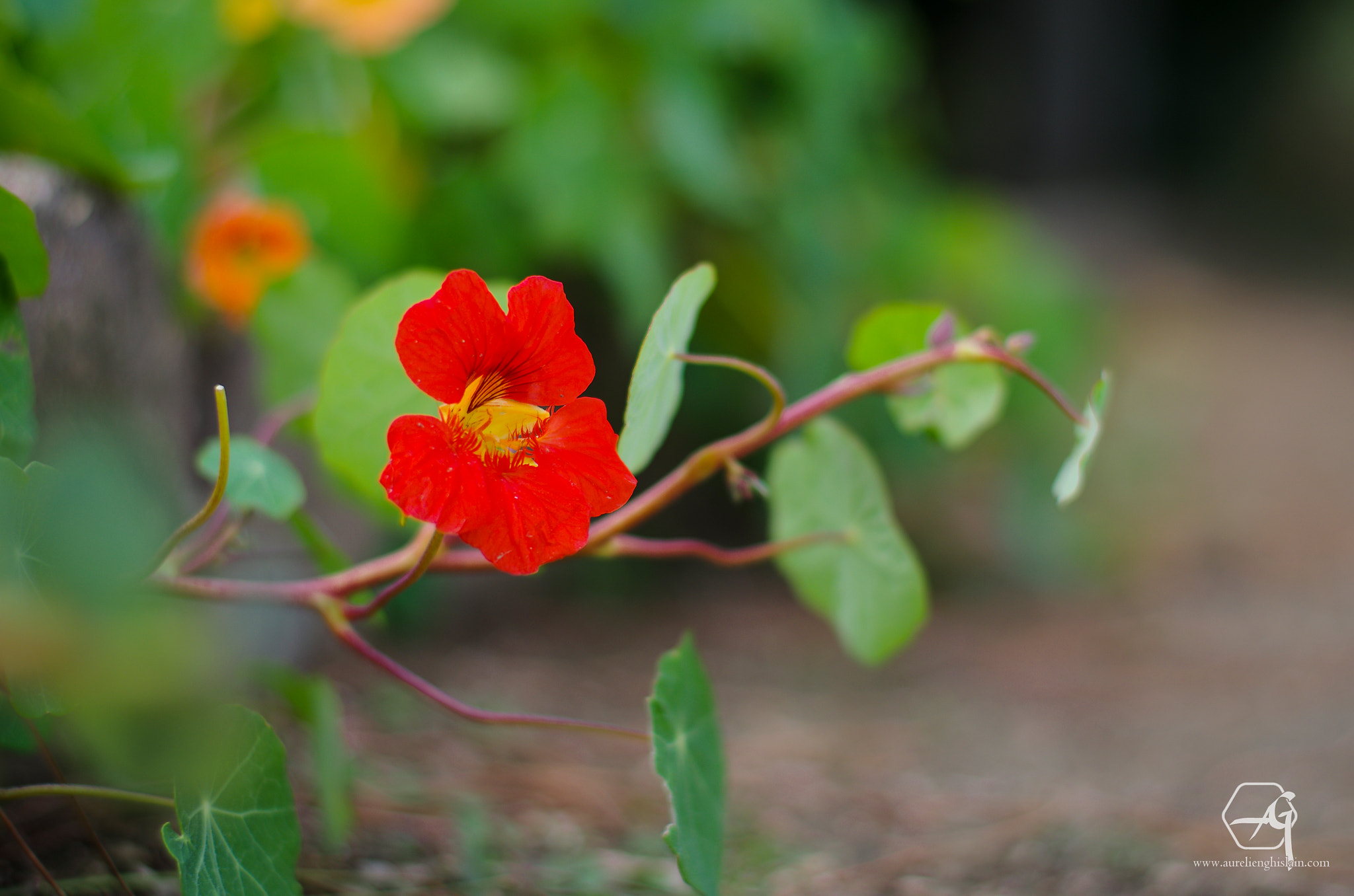 Pentax K-5 + Pentax smc FA 50mm F1.4 sample photo. Grande capucine, tropaeolum majus photography