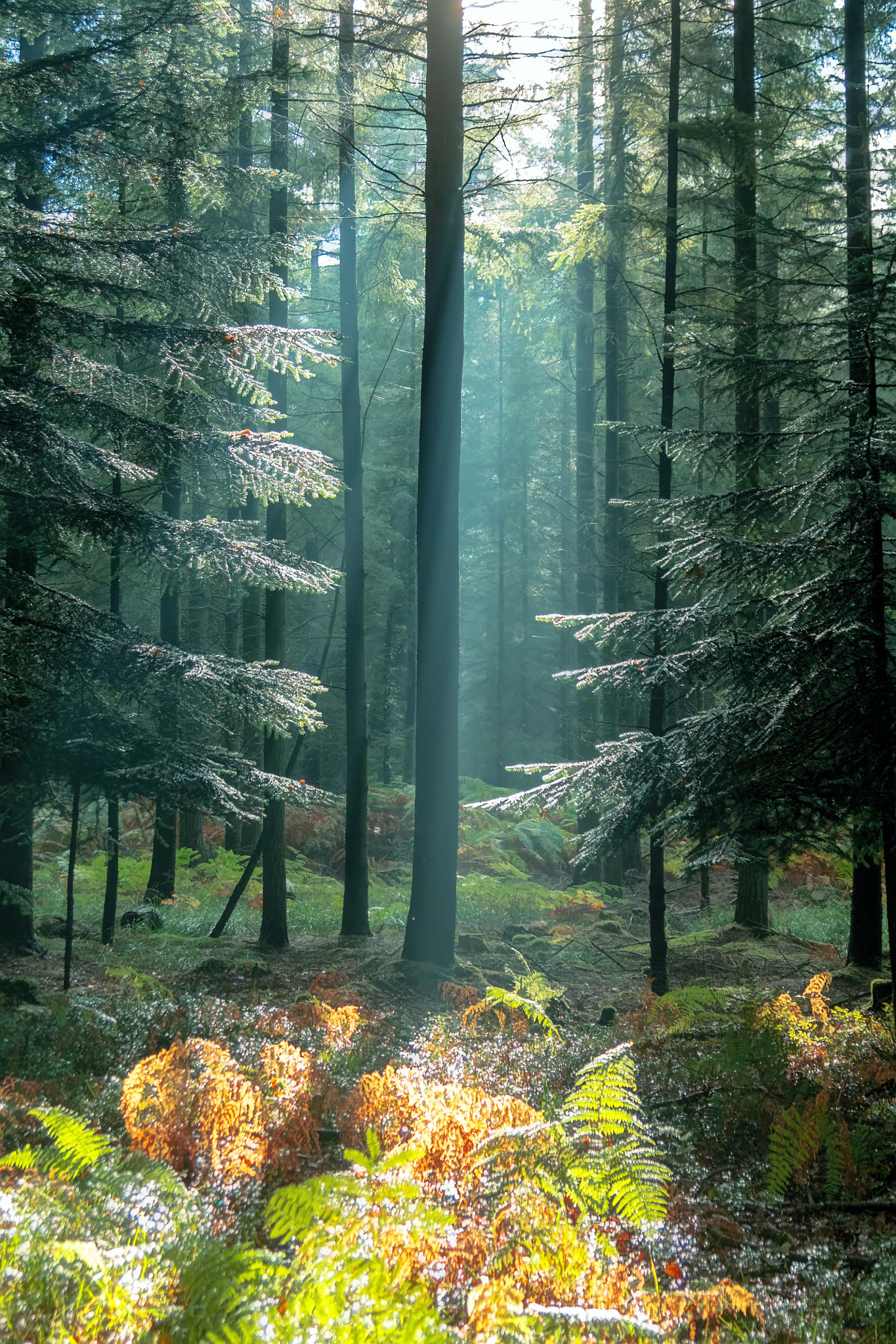 Canon EF 35-135mm f/4-5.6 USM sample photo. Octobre brume photography