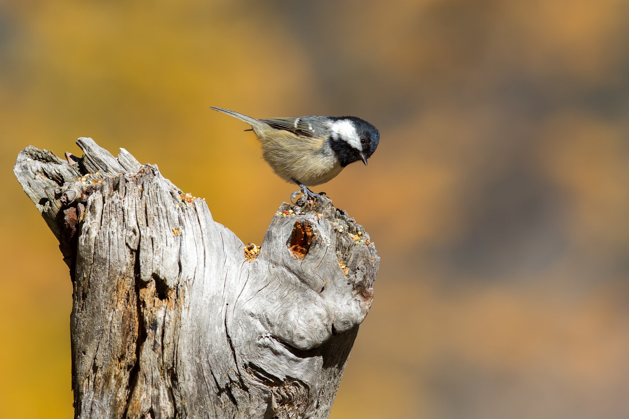 Canon EF 300mm F2.8L IS USM sample photo. Eb photography