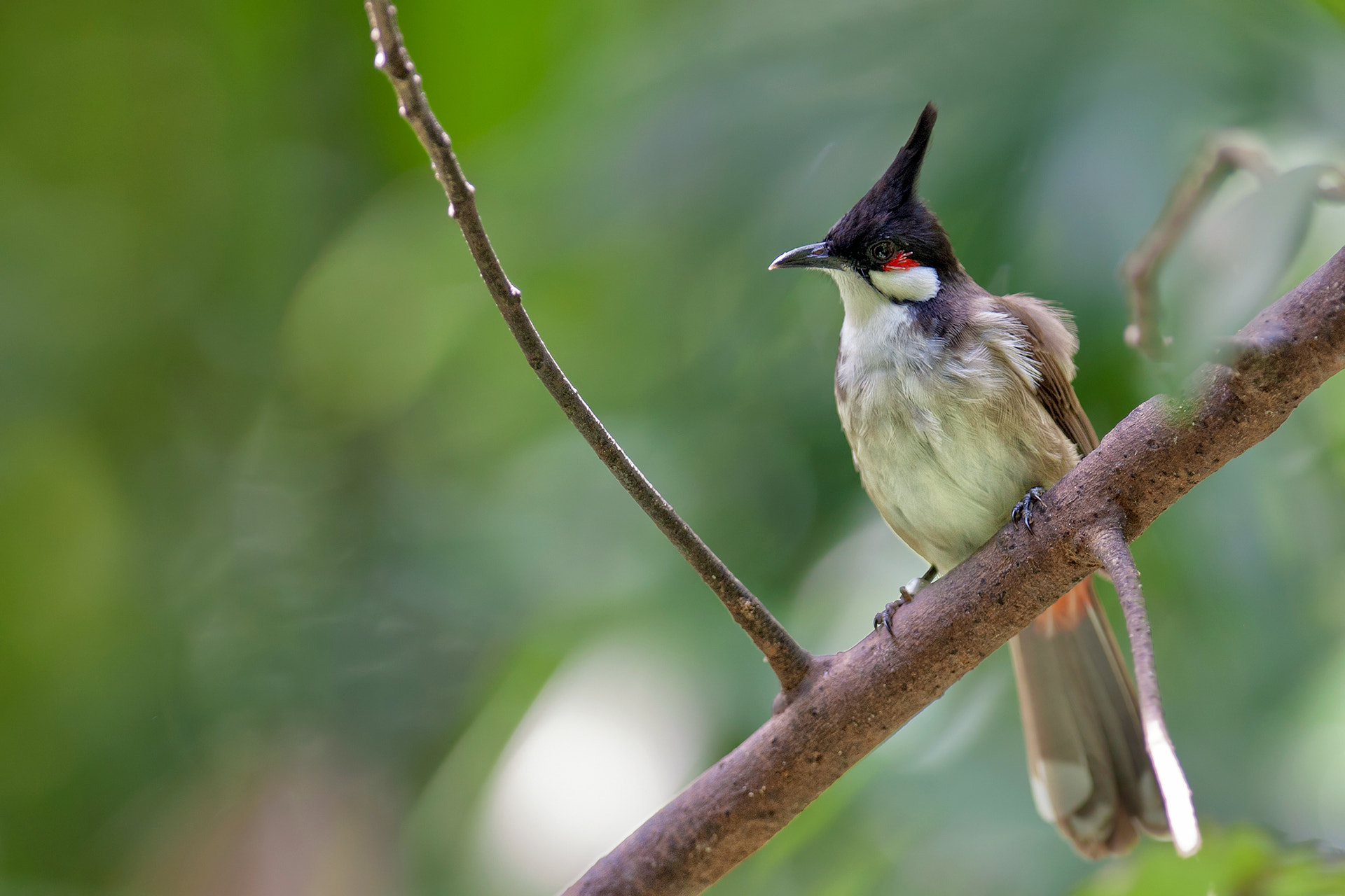 Canon EOS-1D Mark III + Canon EF 300mm F2.8L IS USM sample photo. Punk o photography