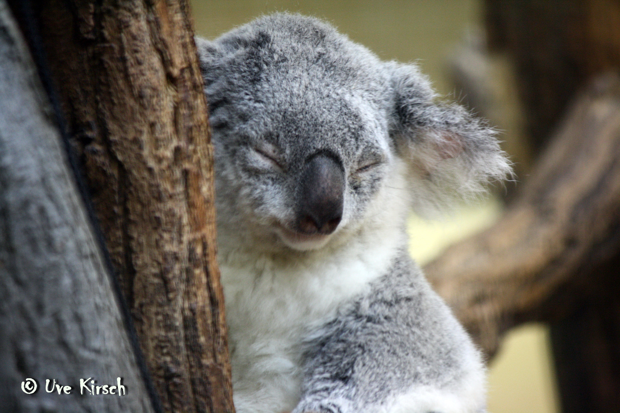 Canon EF-S 55-250mm F4-5.6 IS sample photo. So sleepy photography