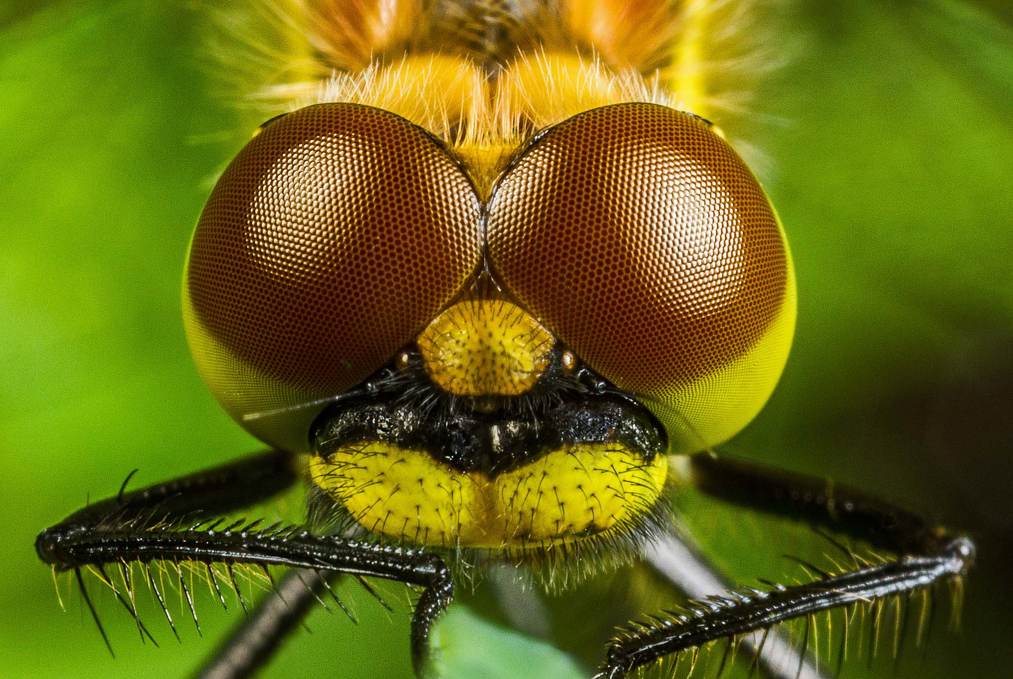 Canon MP-E 65mm F2.5 1-5x Macro Photo sample photo. I'm looking at you photography