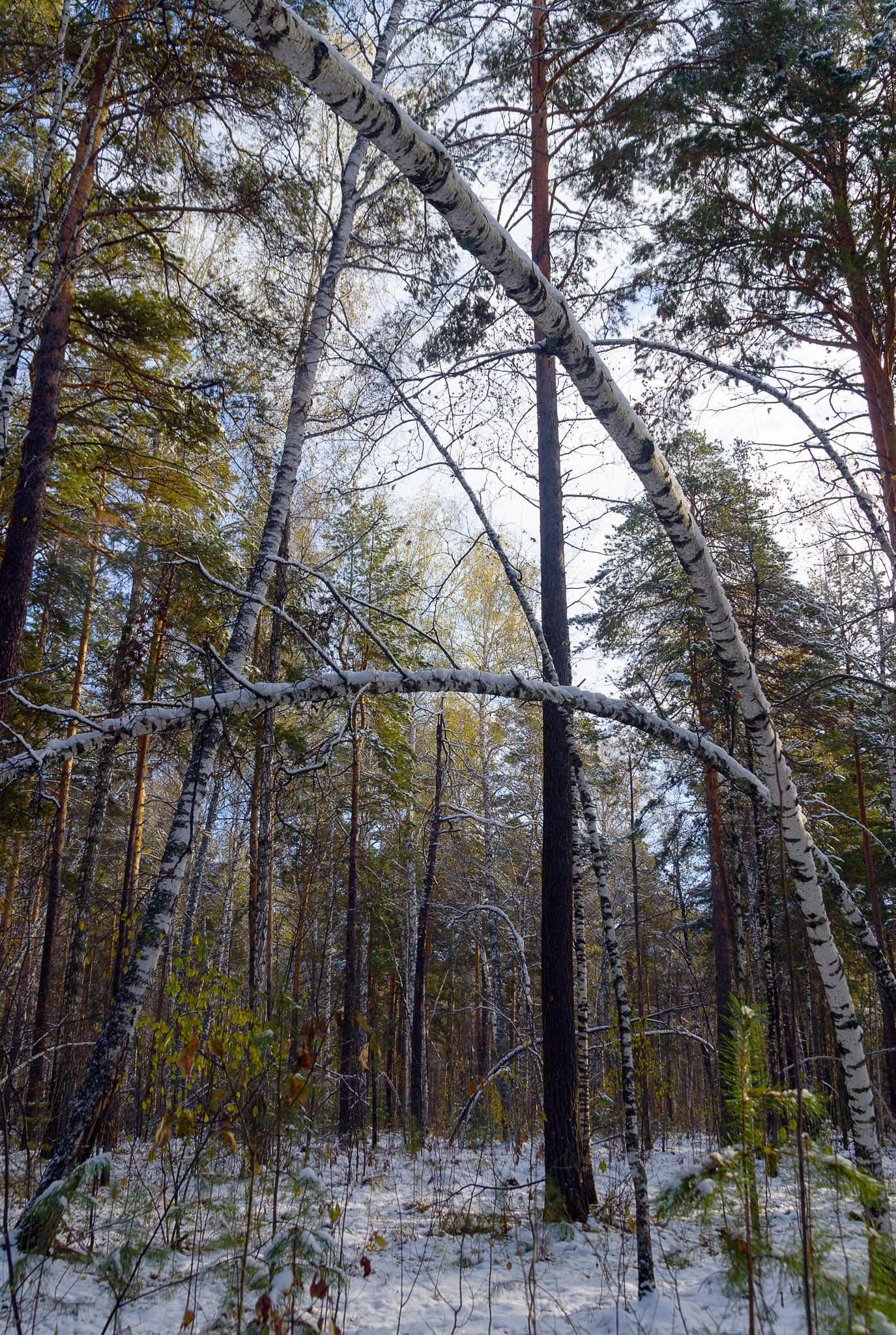 Pentax K-500 sample photo. Oblique forest photography