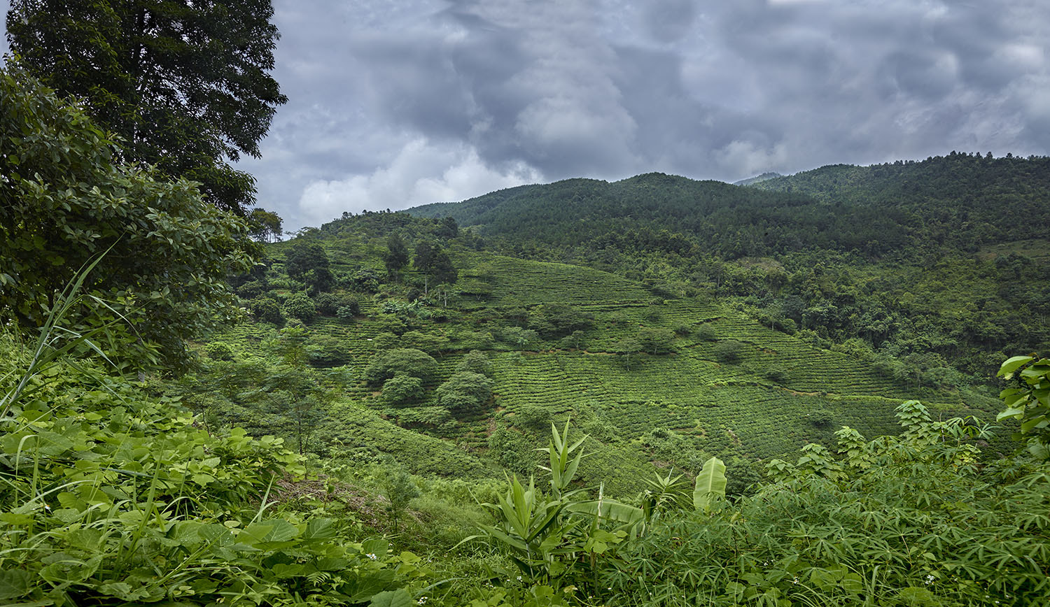 Phase One IQ260 sample photo. Tea plantations moc chau vietnam photography