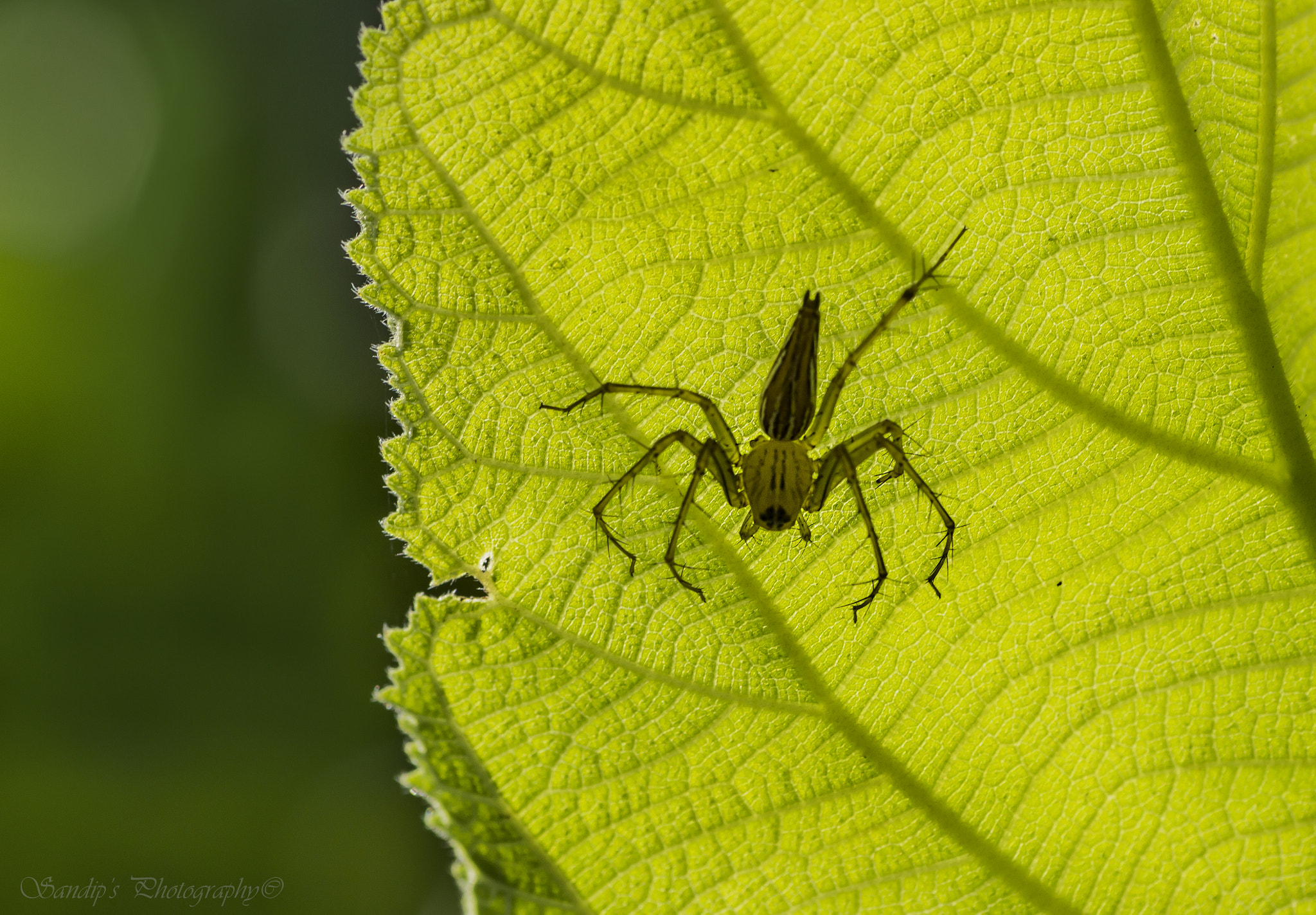 Canon EOS 600D (Rebel EOS T3i / EOS Kiss X5) + Tamron SP AF 90mm F2.8 Di Macro sample photo. Underneath..... photography