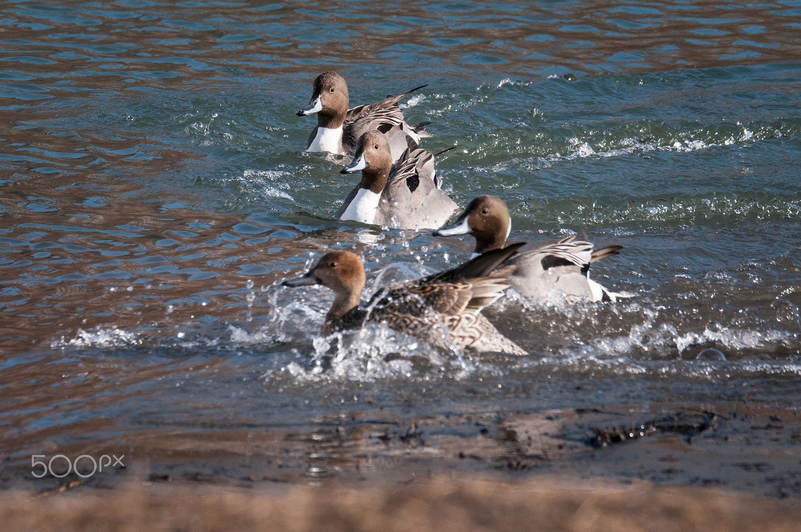 Sigma 150-600mm F5-6.3 DG OS HSM | S sample photo. Splash of touchdown. photography