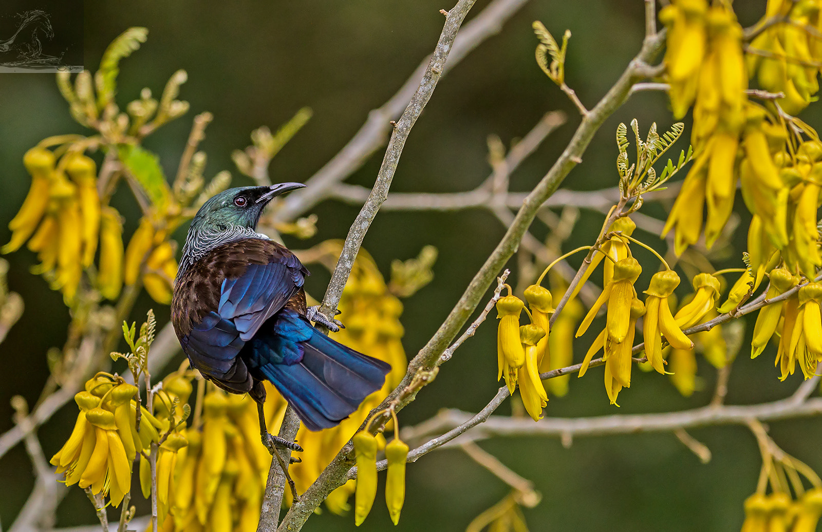 Canon EOS 7D + Canon EF 300mm F2.8L IS USM sample photo. Tui 44 photography