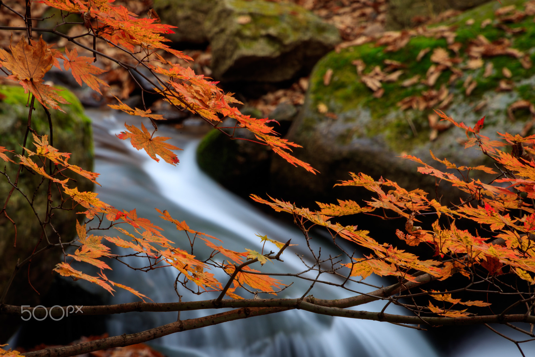 红叶与小溪