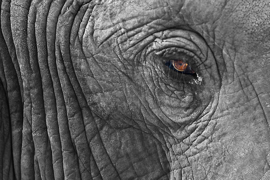 Nikon D4 sample photo. Eye of the elephant, mana pools national park photography