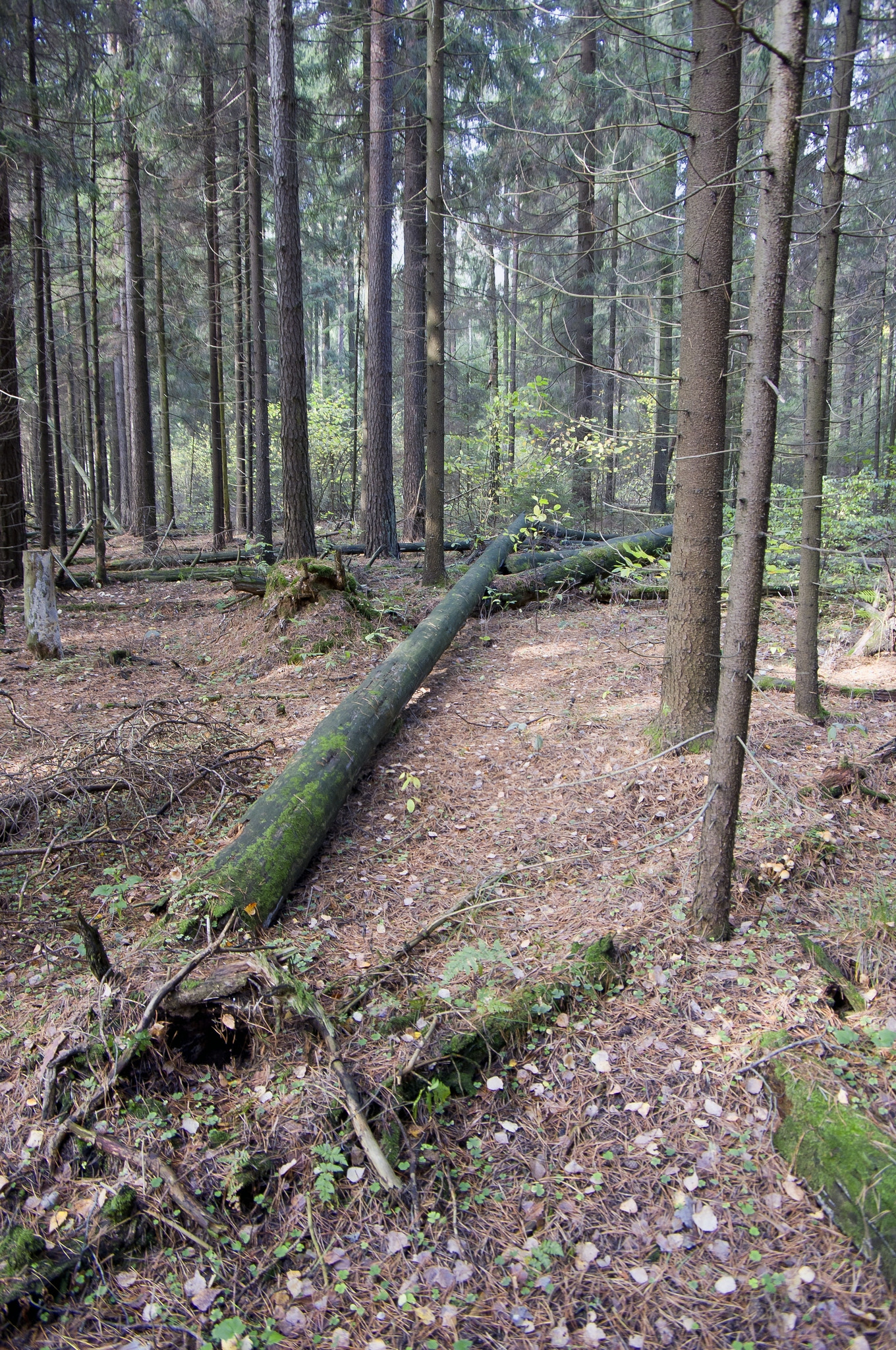Pentax smc DA 16-45mm F4 ED AL sample photo. Forest photography