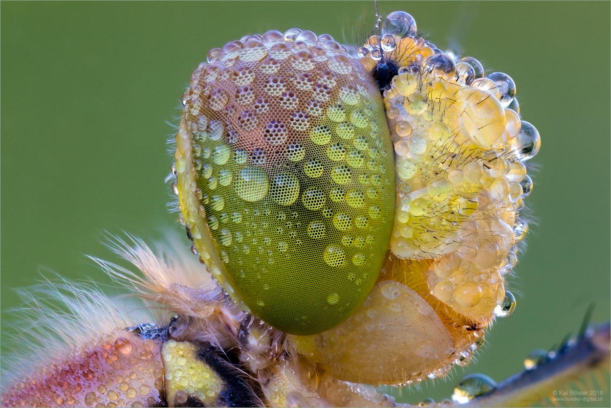 Canon MP-E 65mm F2.5 1-5x Macro Photo sample photo. Eye drops photography