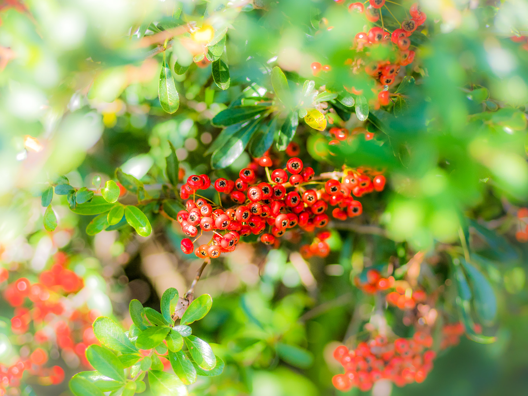 Panasonic Lumix DMC-GX85 (Lumix DMC-GX80 / Lumix DMC-GX7 Mark II) + Panasonic Lumix G 42.5mm F1.7 ASPH Power OIS sample photo. Pyracantha photography