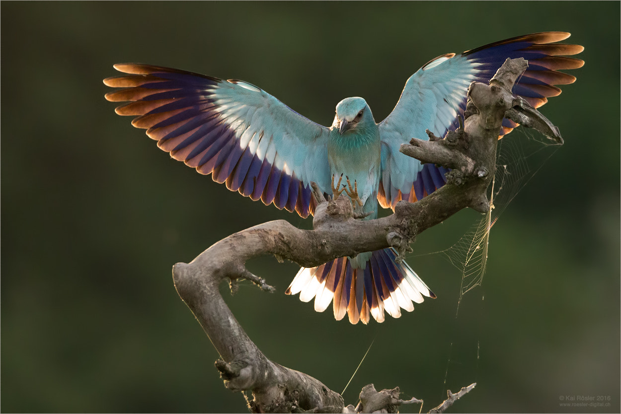 Tamron SP 150-600mm F5-6.3 Di VC USD sample photo. European roller landing photography