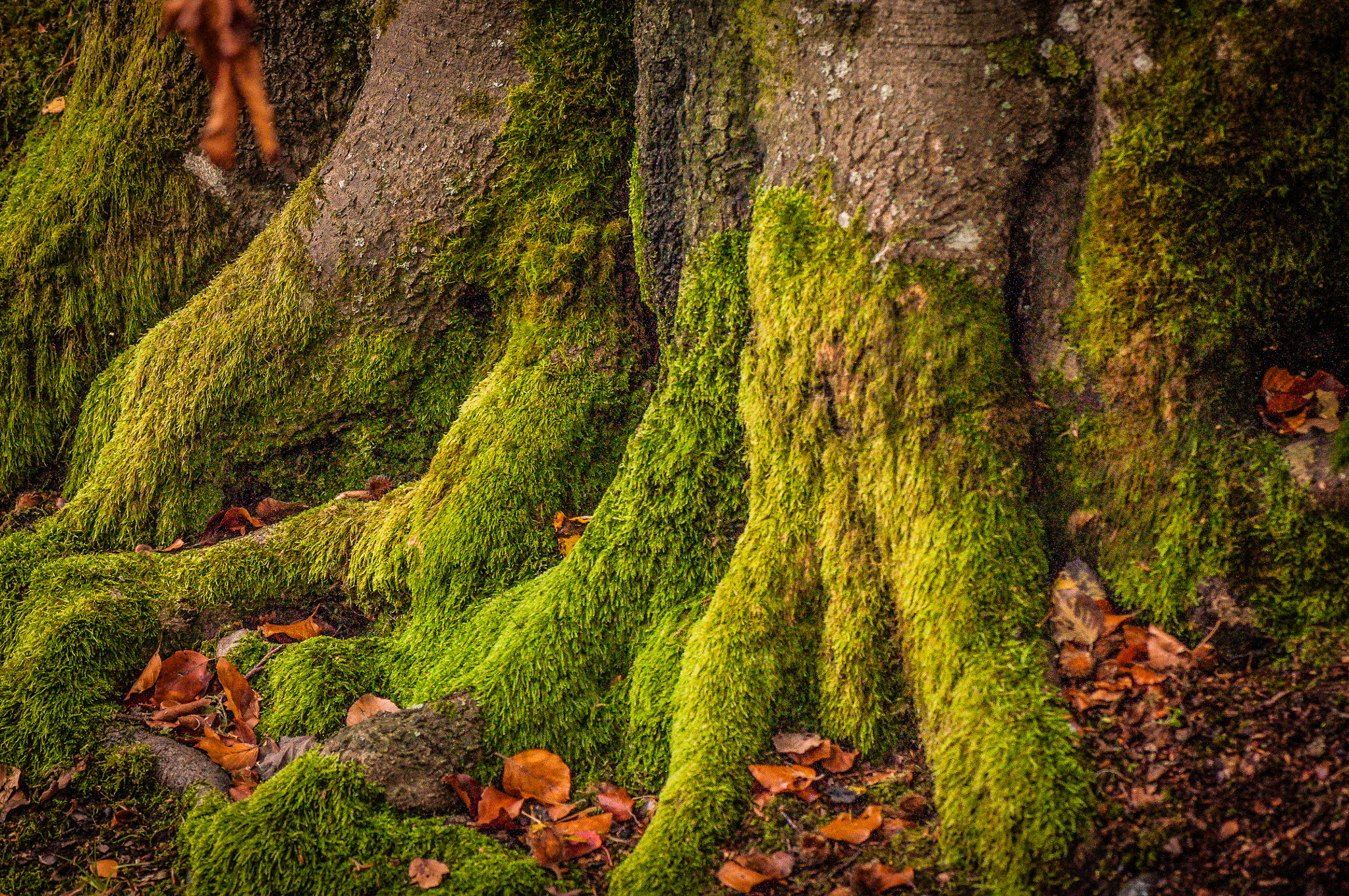 Nikon AF-S Micro-Nikkor 105mm F2.8G IF-ED VR sample photo. Terry socks. Махрові шкарпетки. photography