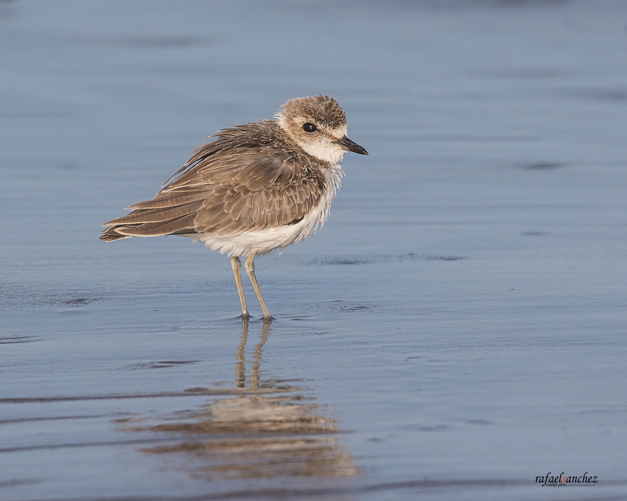 Canon EF 300mm F2.8L IS USM sample photo. Chorlitejo - charadrius photography