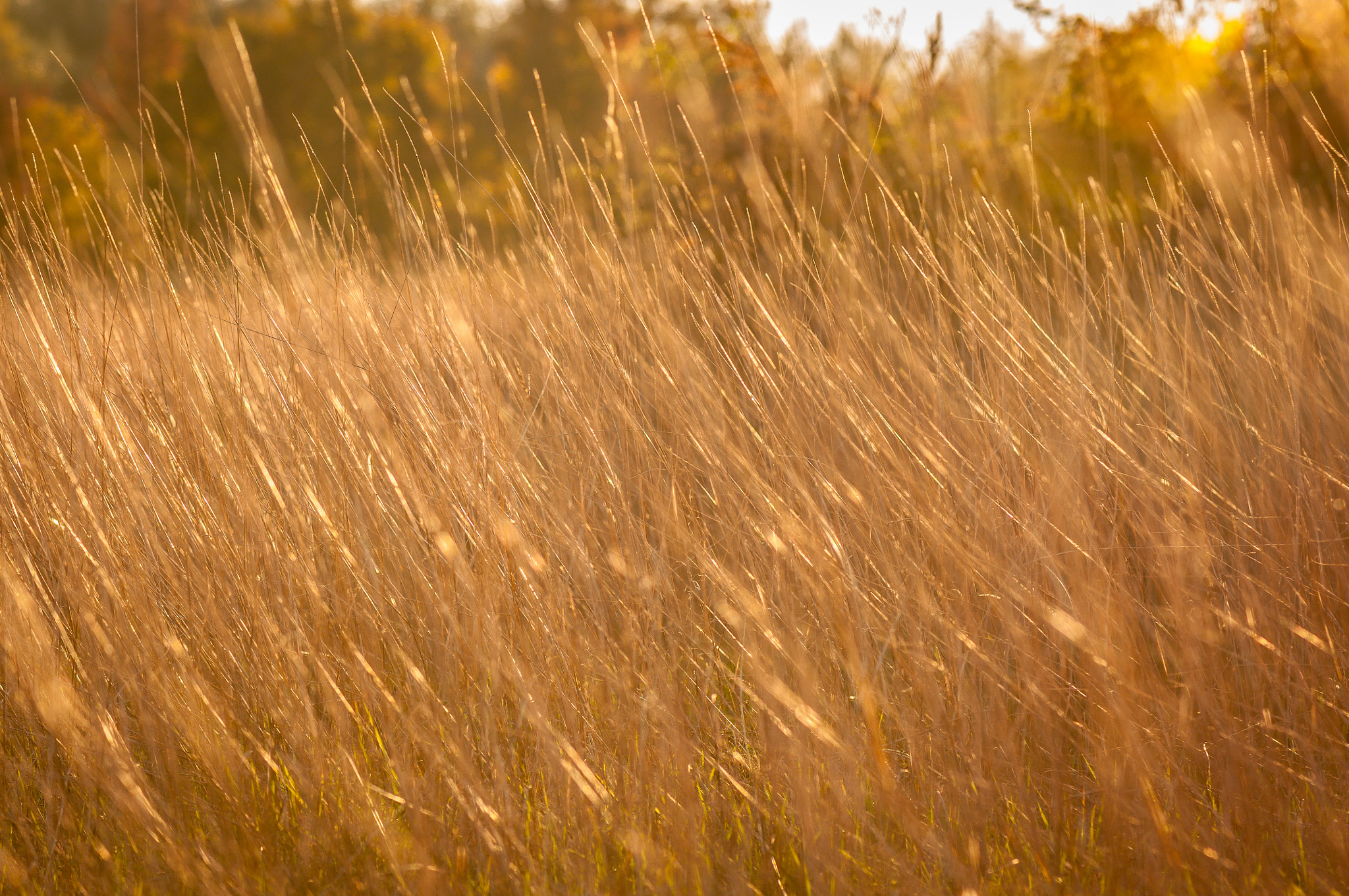Nikon AF-S Micro-Nikkor 105mm F2.8G IF-ED VR sample photo. Threads. Нитки. photography