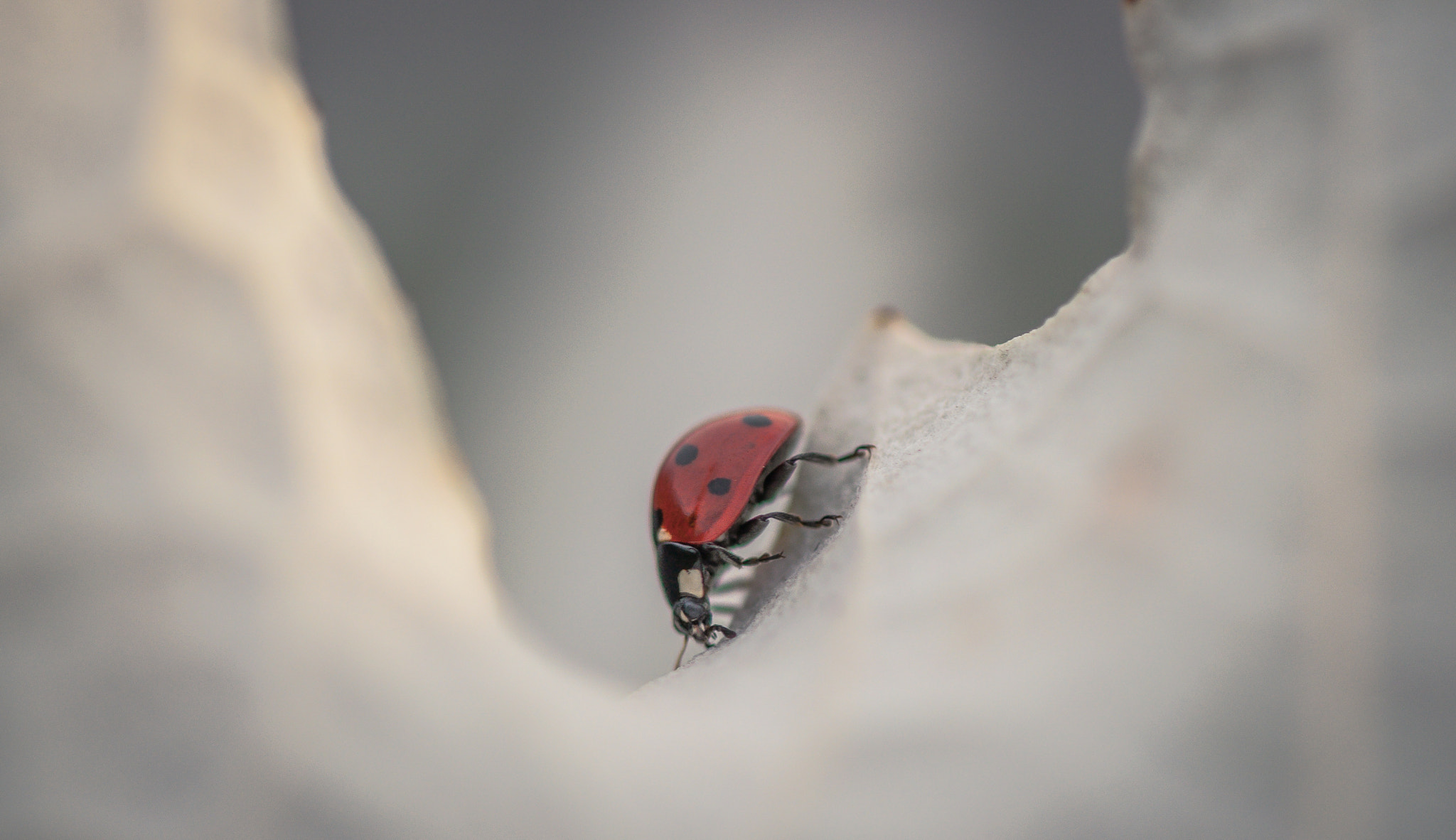 Nikon AF-S Micro-Nikkor 105mm F2.8G IF-ED VR sample photo. Climber. Альпініст. photography