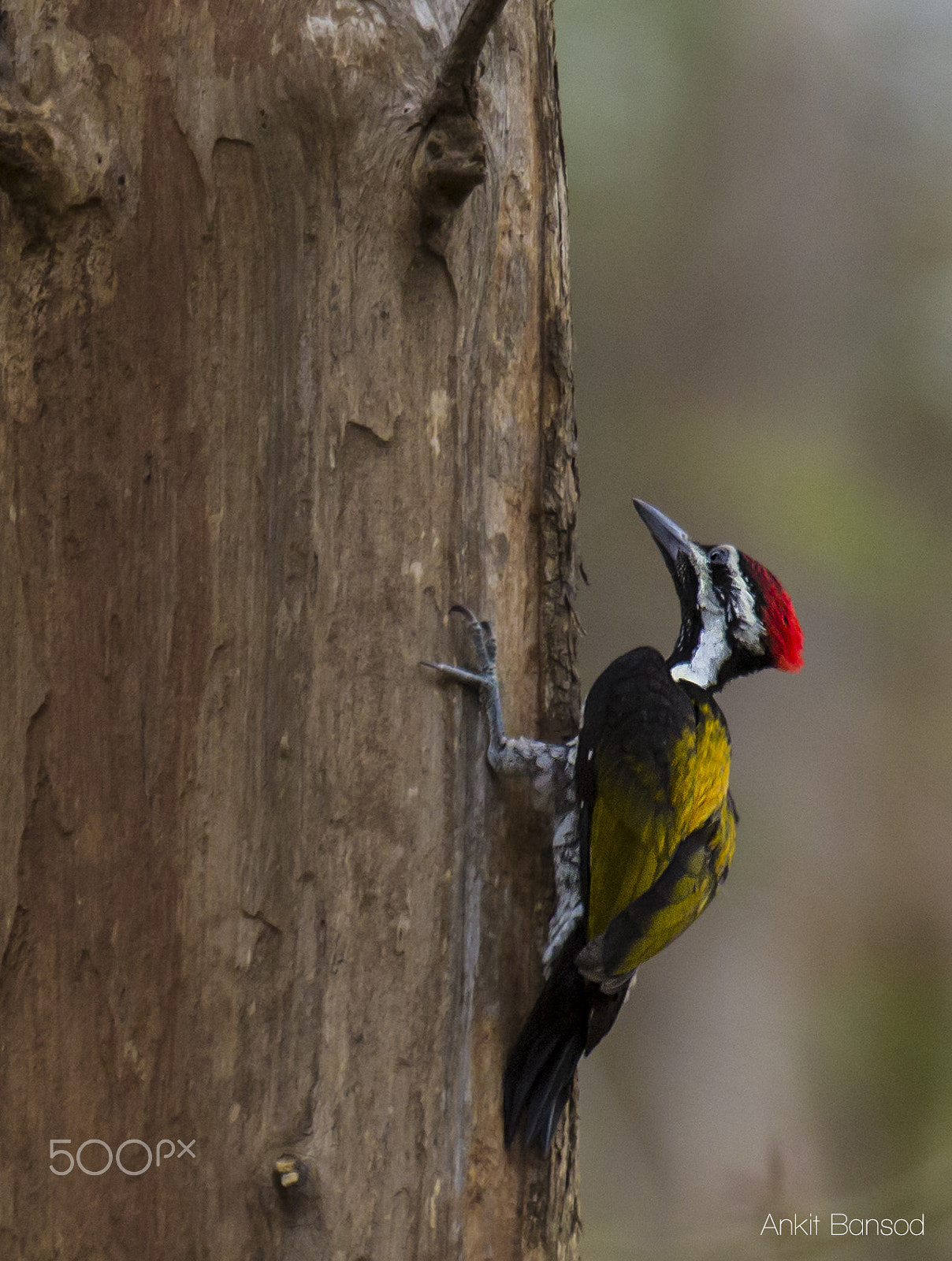 Canon EOS 60D + Canon EF 100-400mm F4.5-5.6L IS II USM sample photo. Black-rumped flameback... photography