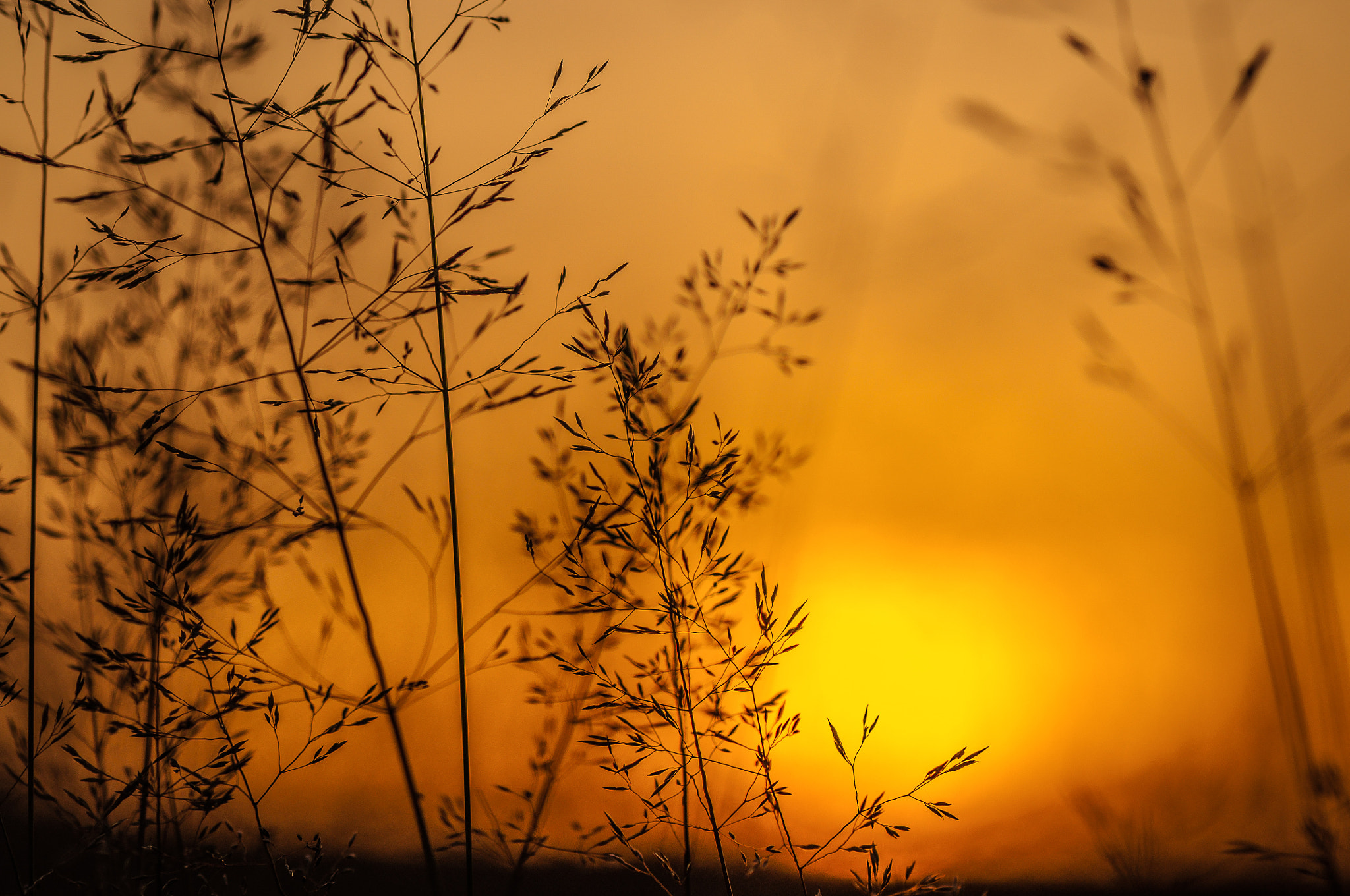 Nikon AF-S Micro-Nikkor 105mm F2.8G IF-ED VR sample photo. Diffusion. Дифузія. photography