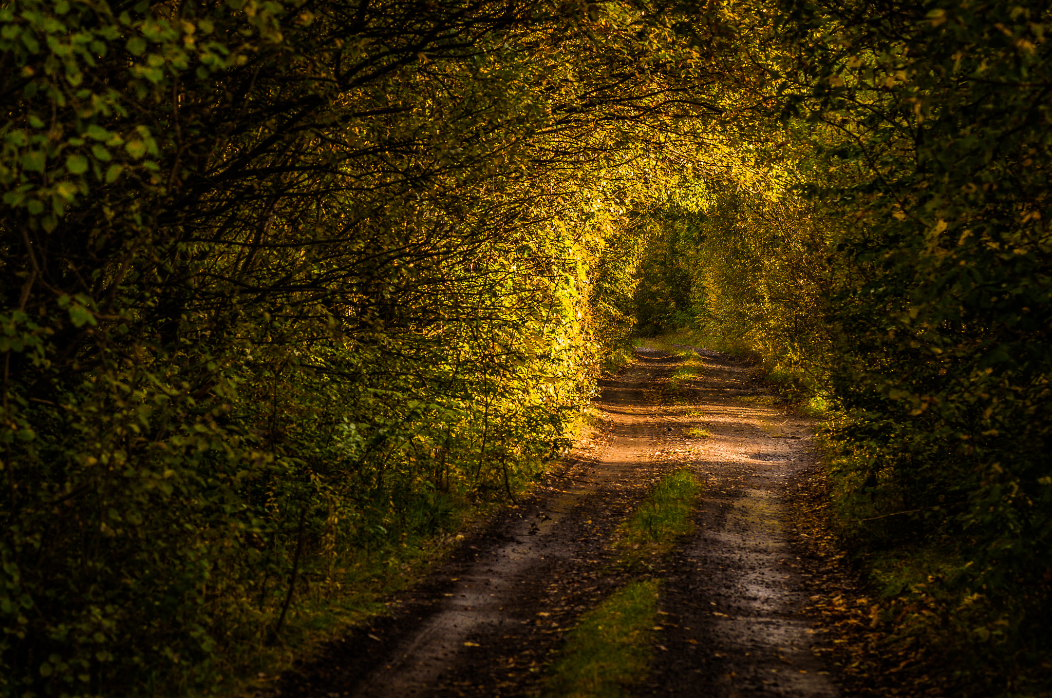 Nikon AF-S Micro-Nikkor 105mm F2.8G IF-ED VR sample photo. Summer peered into :) Літо заглянуло :) photography