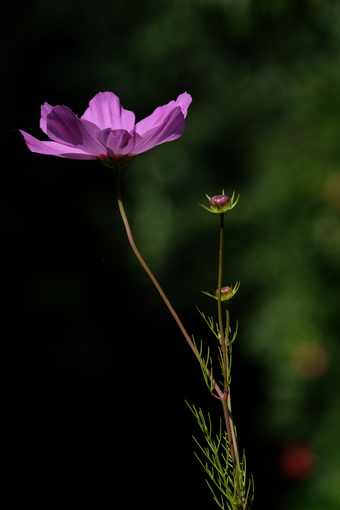 Fujifilm X-T1 + Fujifilm XC 50-230mm F4.5-6.7 OIS sample photo. Cosmos photography