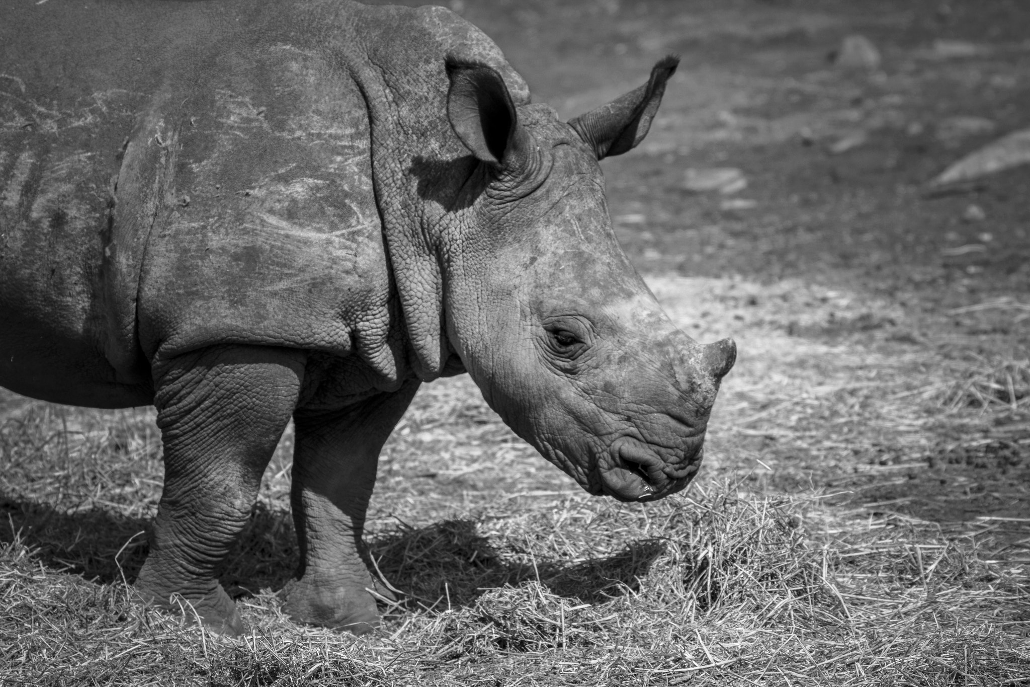 Sigma 70-300mm F4-5.6 APO DG Macro sample photo. Baby rhino photography