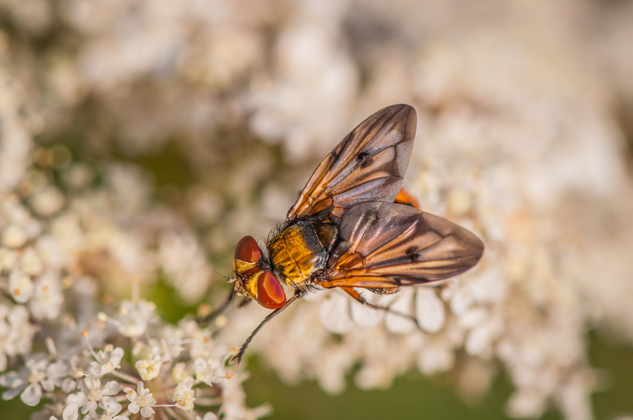 Nikon AF-S Micro-Nikkor 105mm F2.8G IF-ED VR sample photo. Late lunch. Пізній обід. photography