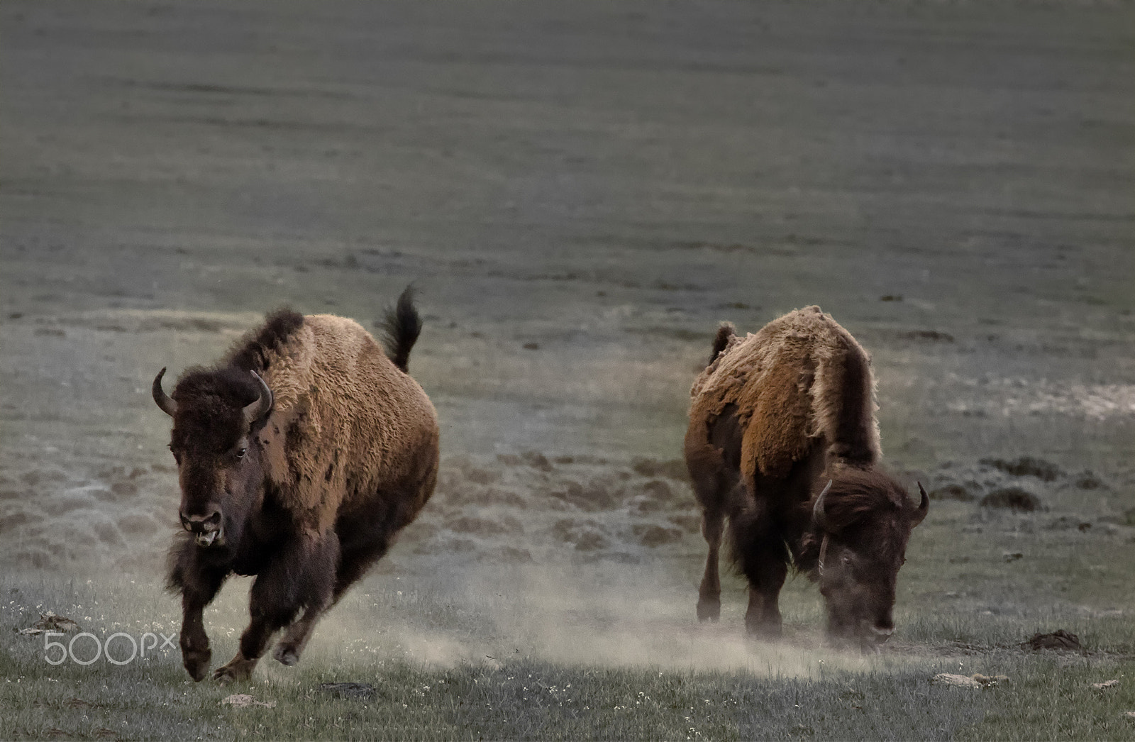 Canon EF 70-300mm F4-5.6L IS USM sample photo. Bison fight photography