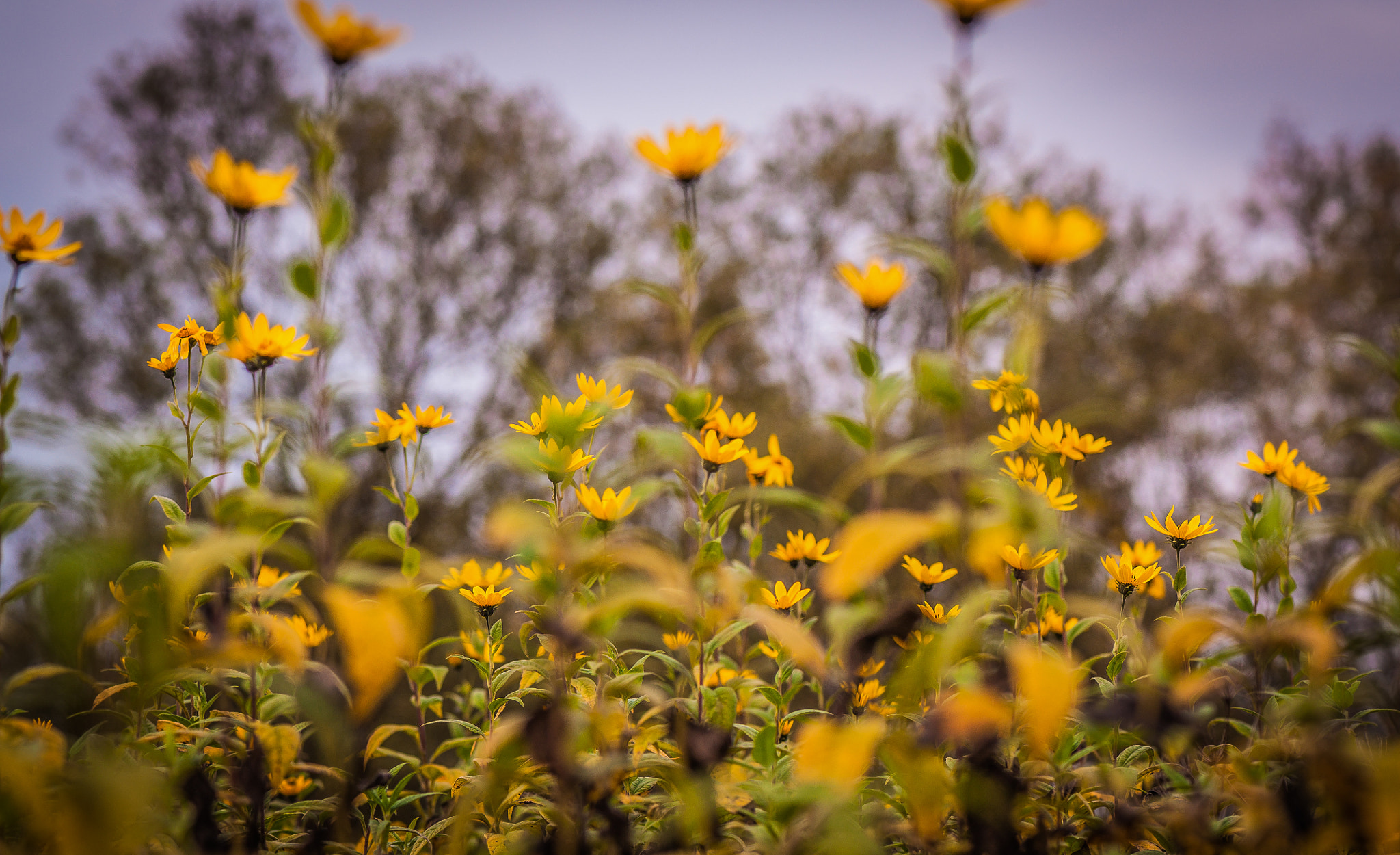 Nikon AF-S Micro-Nikkor 105mm F2.8G IF-ED VR sample photo. Yellow pattern. Жовтий візерунок. photography