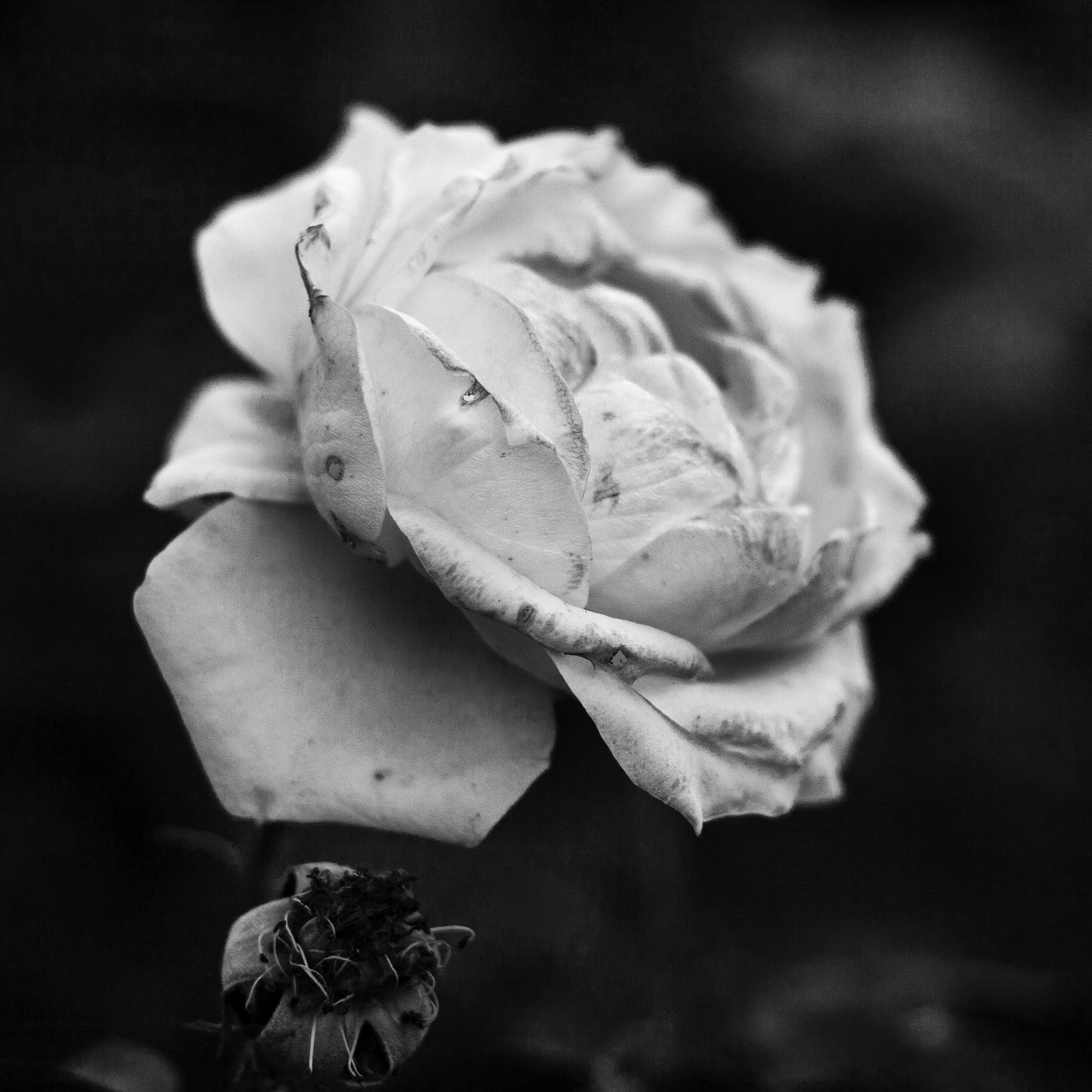 Canon EOS 400D (EOS Digital Rebel XTi / EOS Kiss Digital X) + Canon EF 50mm f/1.8 sample photo. White rose - autumn photography