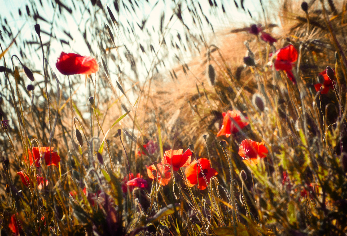 Nikon D7000 + Sigma 55-200mm F4-5.6 DC sample photo. Flowers photography