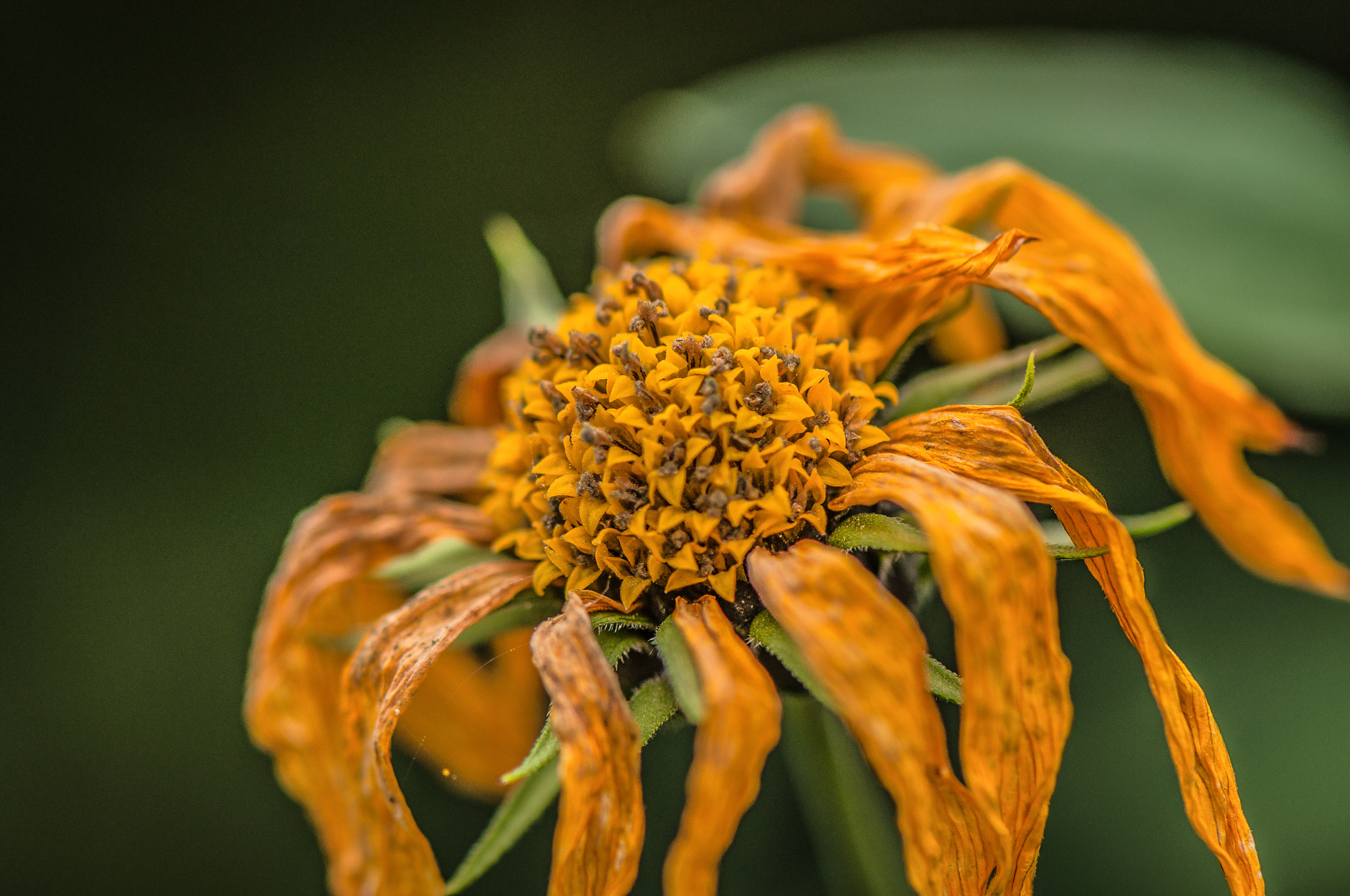 Nikon AF-S Micro-Nikkor 105mm F2.8G IF-ED VR sample photo. Donor. Донор. photography