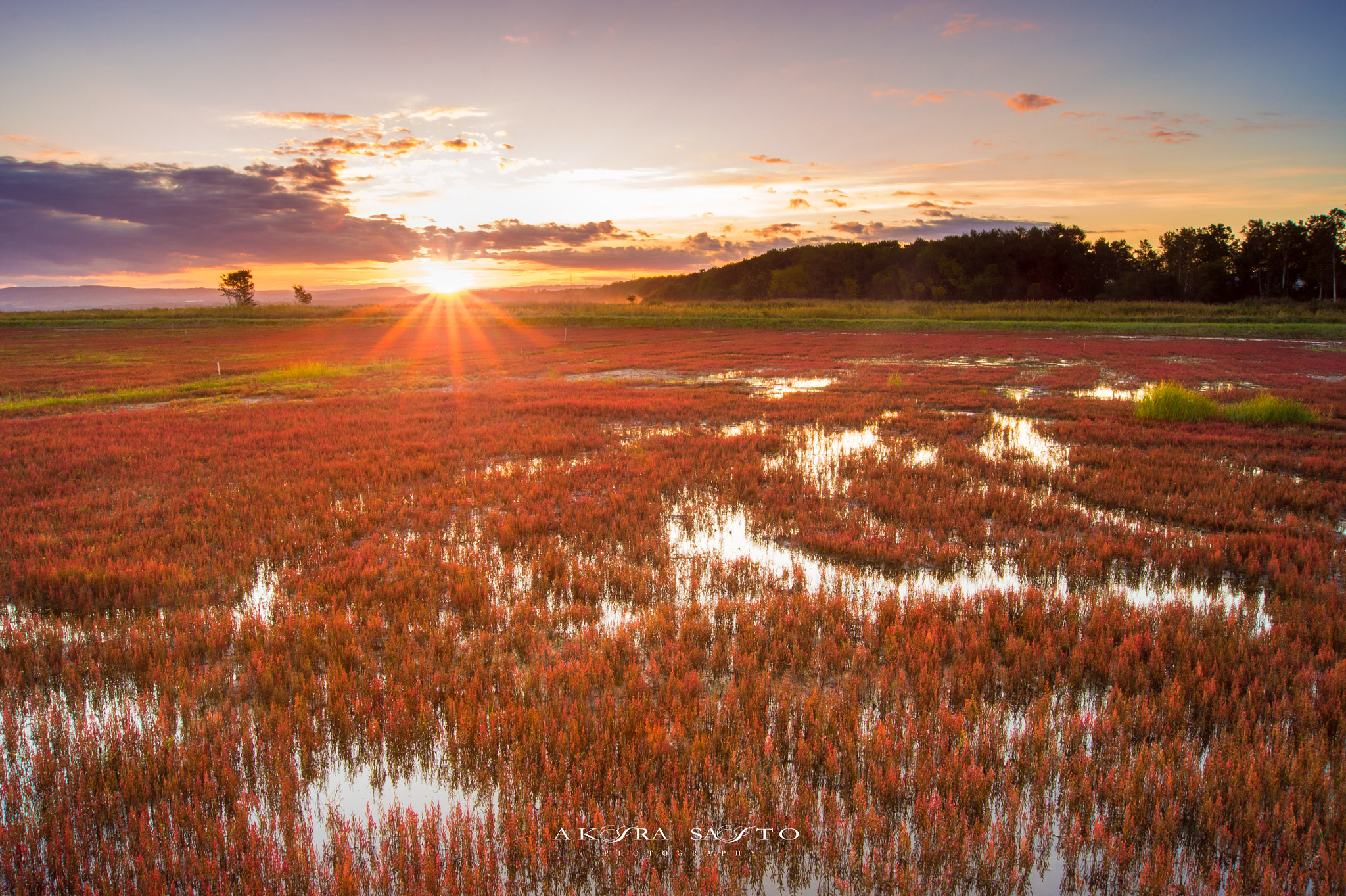 Sony SLT-A33 + Sony DT 18-55mm F3.5-5.6 SAM sample photo. Coral grass photography