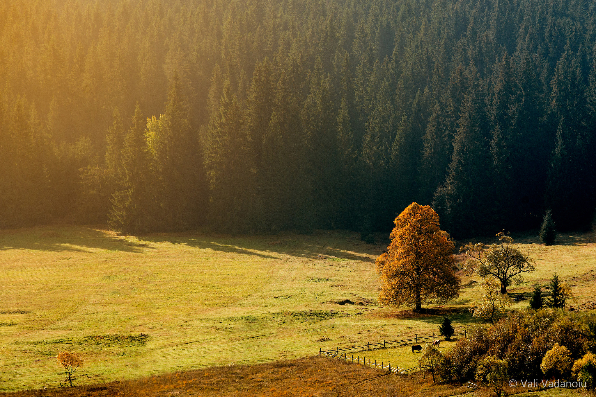 Nikon D600 sample photo. Autumn starter photography