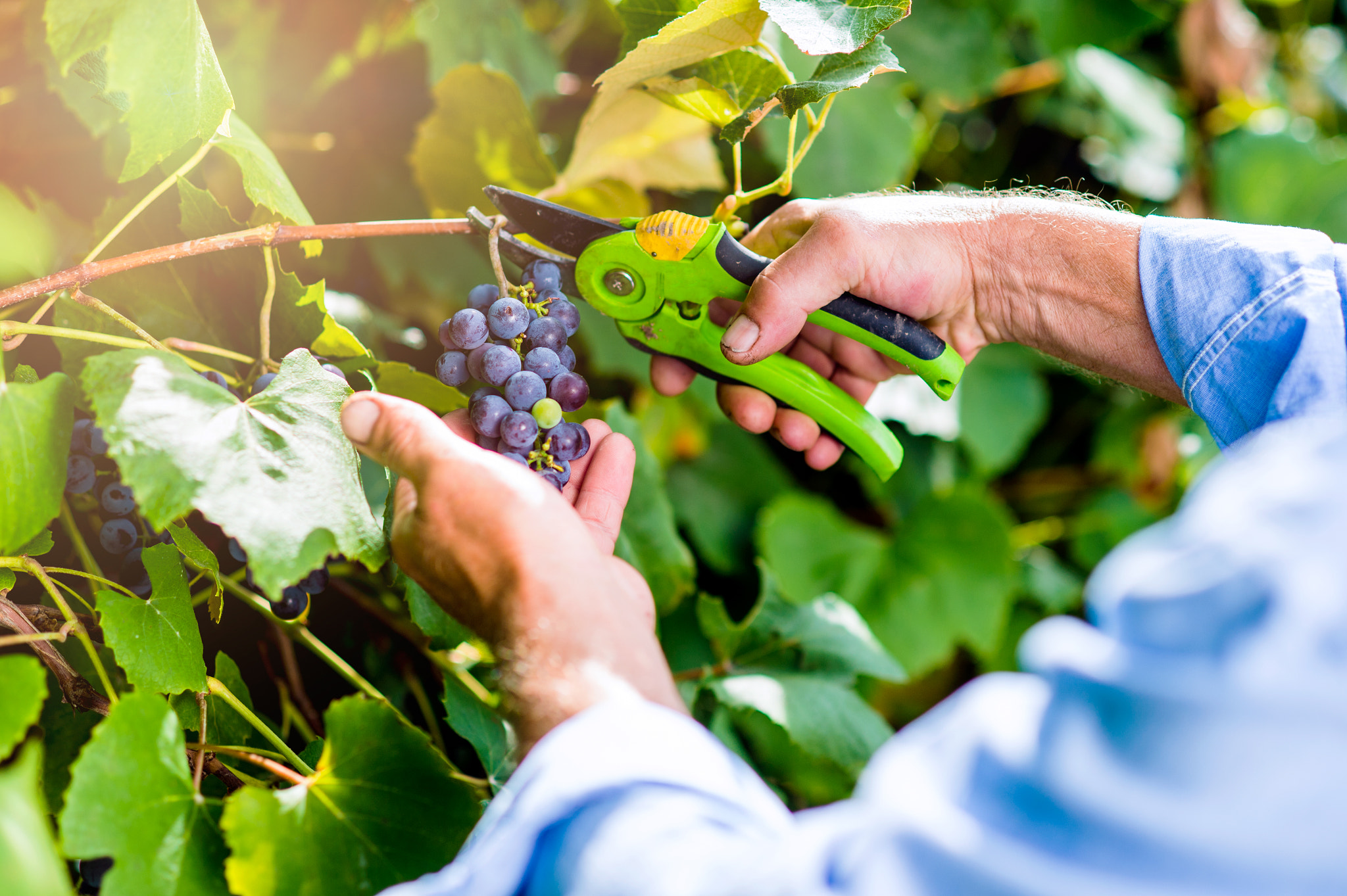 Nikon D4S + Nikon AF Nikkor 85mm F1.8D sample photo. Unrecognizable man cutting bunch of ripe blue grapes photography