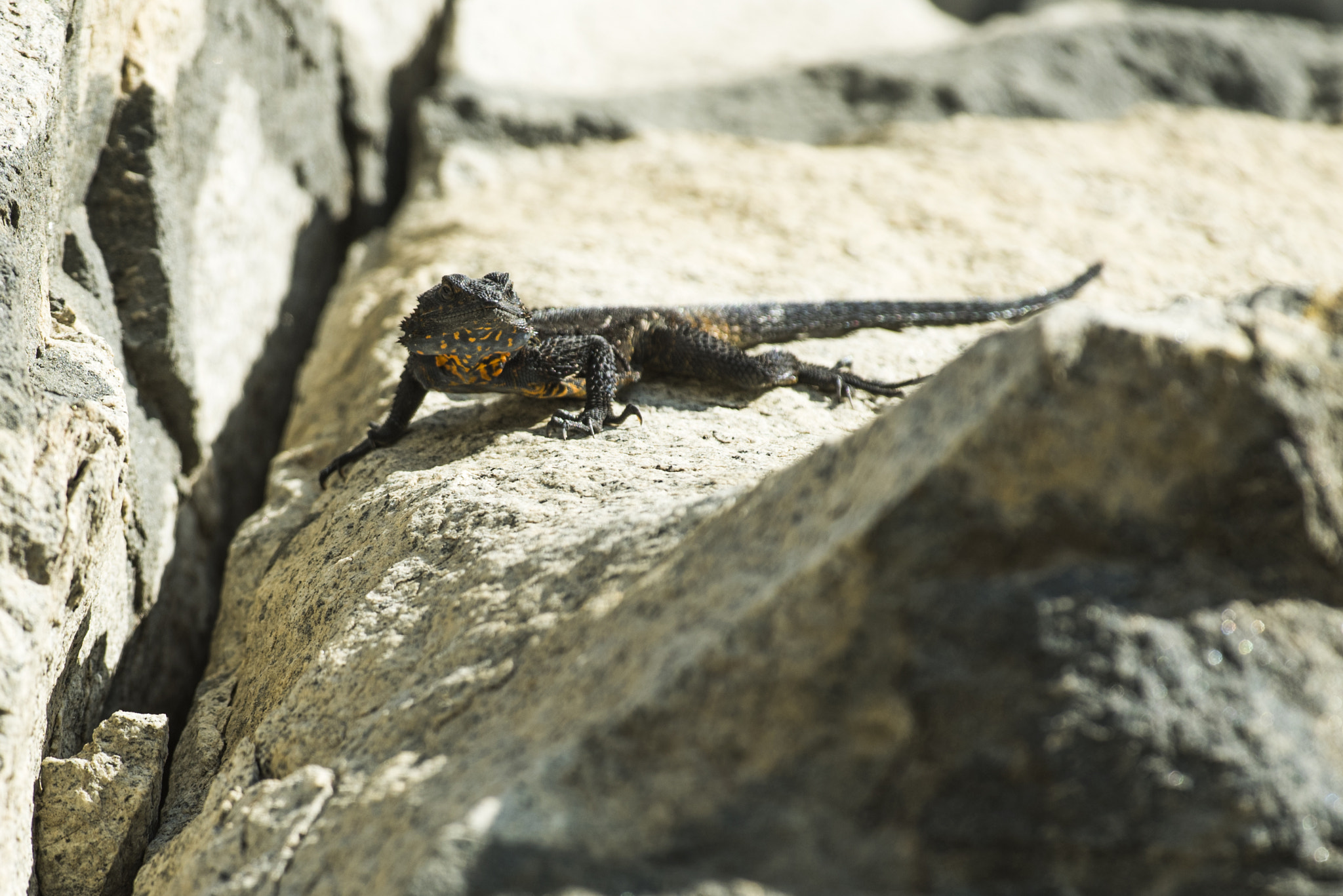 Sigma 500mm F4.5 EX DG HSM sample photo. Black girdled lizard photography