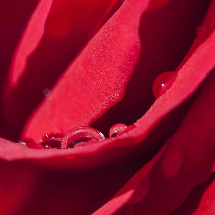 Canon EF 100mm F2.8 Macro USM sample photo. *** photography