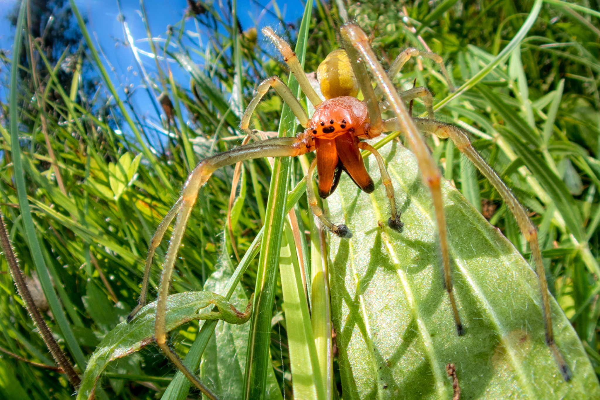 Canon EF-S 24mm F2.8 STM sample photo. Sac-spider stroll photography