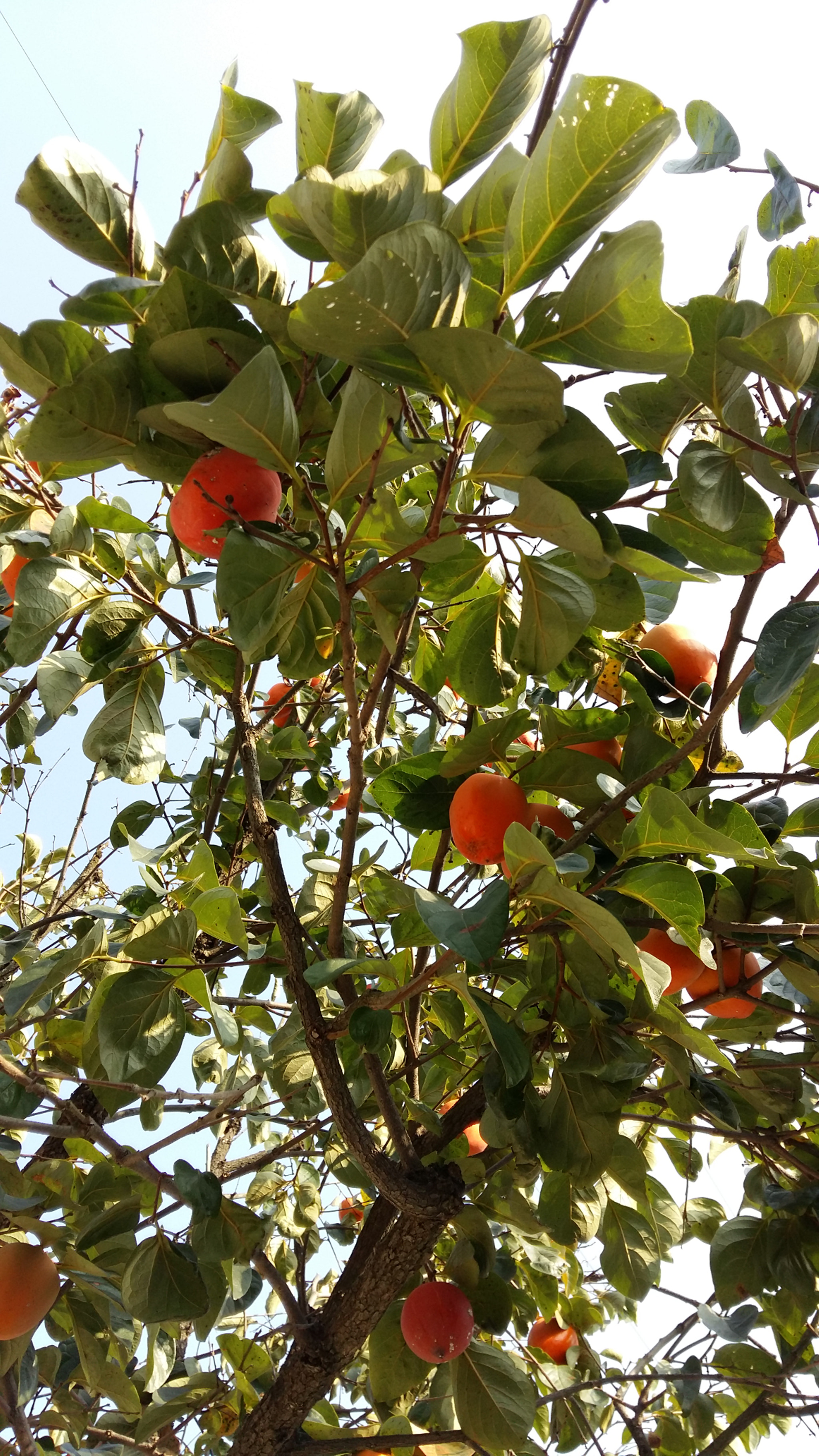 Samsung Galaxy Grand-Max sample photo
