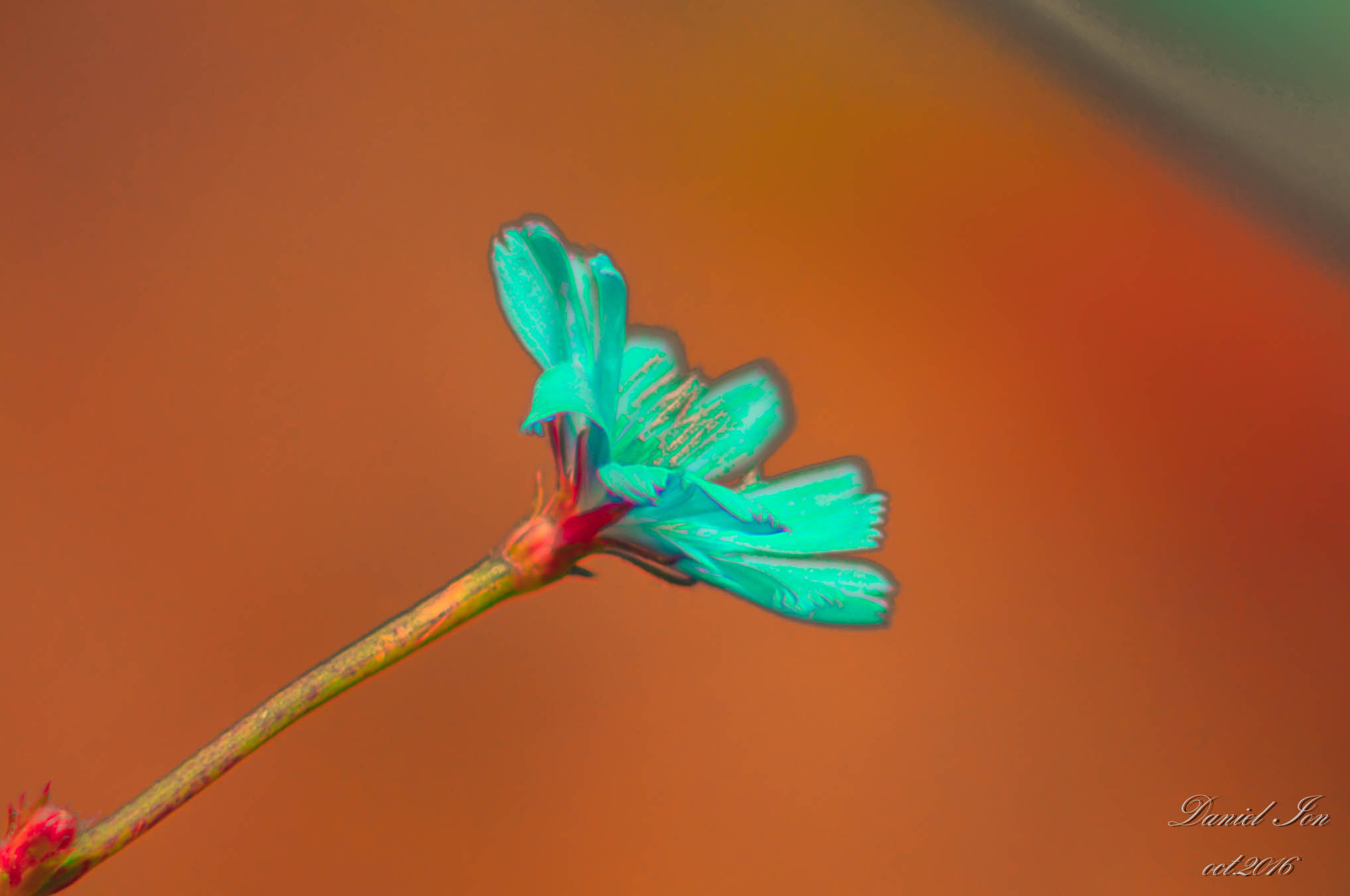 Pentax K-x sample photo. Flower photography