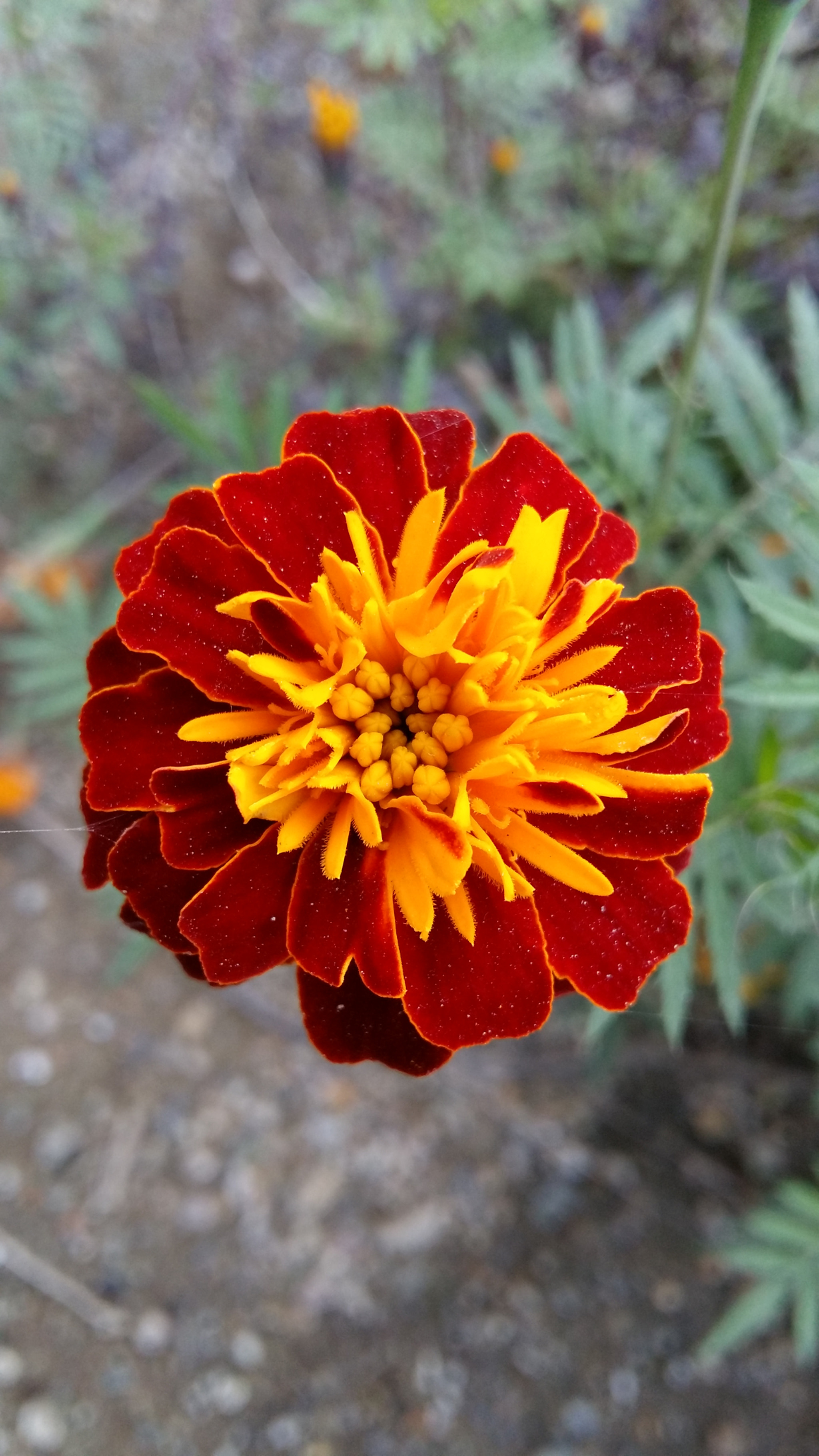 Samsung Galaxy Grand-Max sample photo