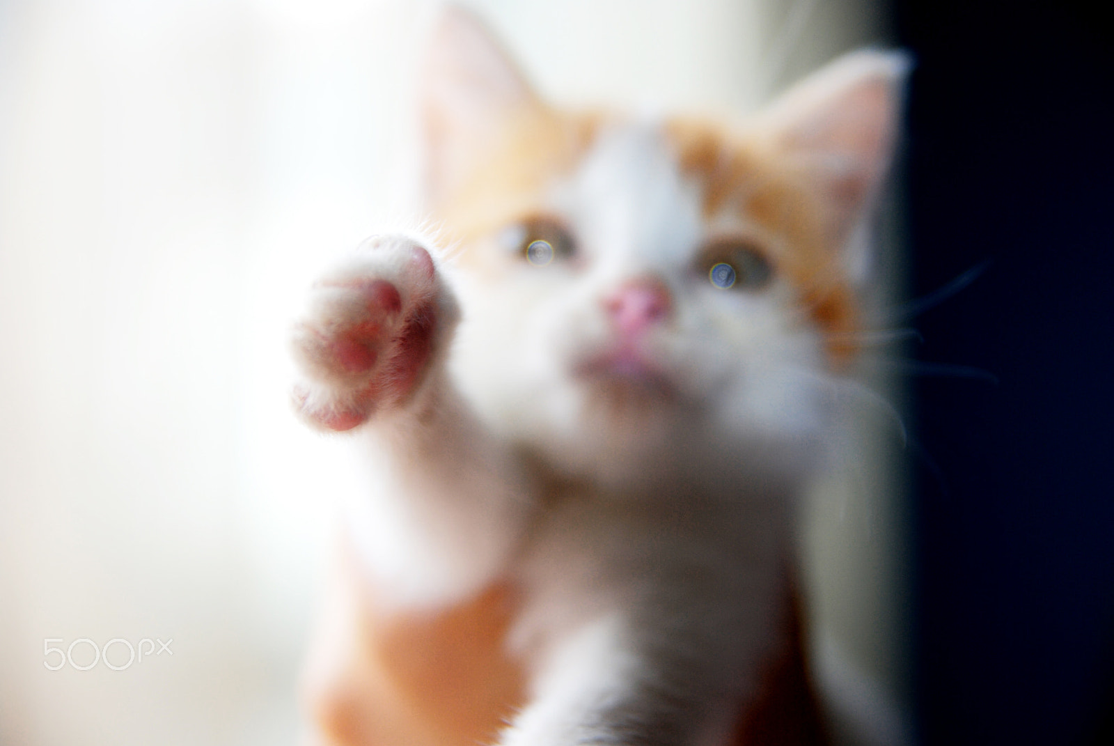 Nikon D80 sample photo. Cute cat photography