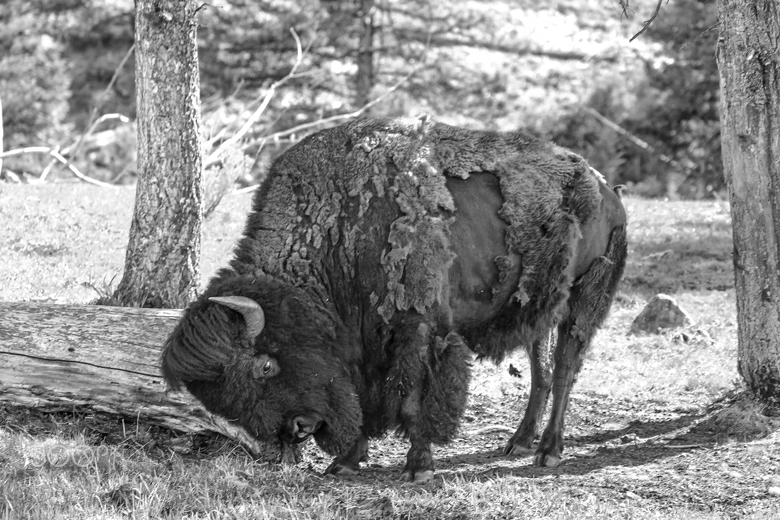 Canon EF 70-300mm F4-5.6L IS USM sample photo. Bison scratching a tree photography