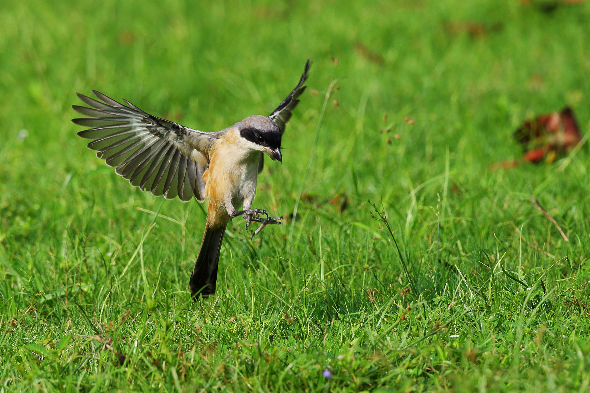 Canon EOS-1D X + Canon EF 300mm F2.8L IS II USM sample photo. Found photography