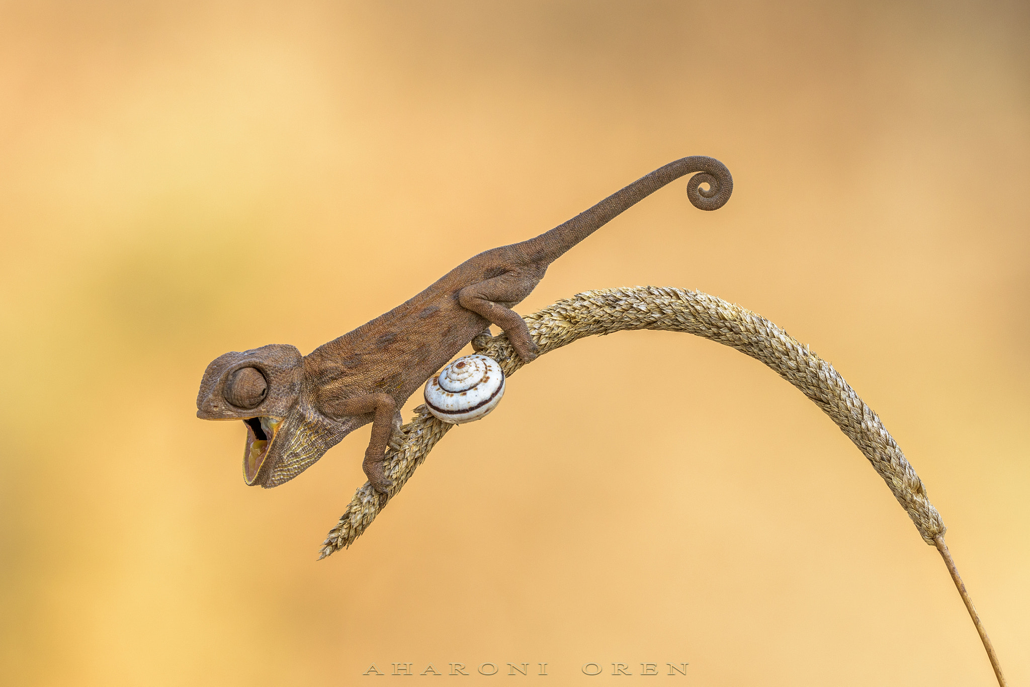 Sigma 150mm F2.8 EX DG OS Macro HSM sample photo. Dsc photography