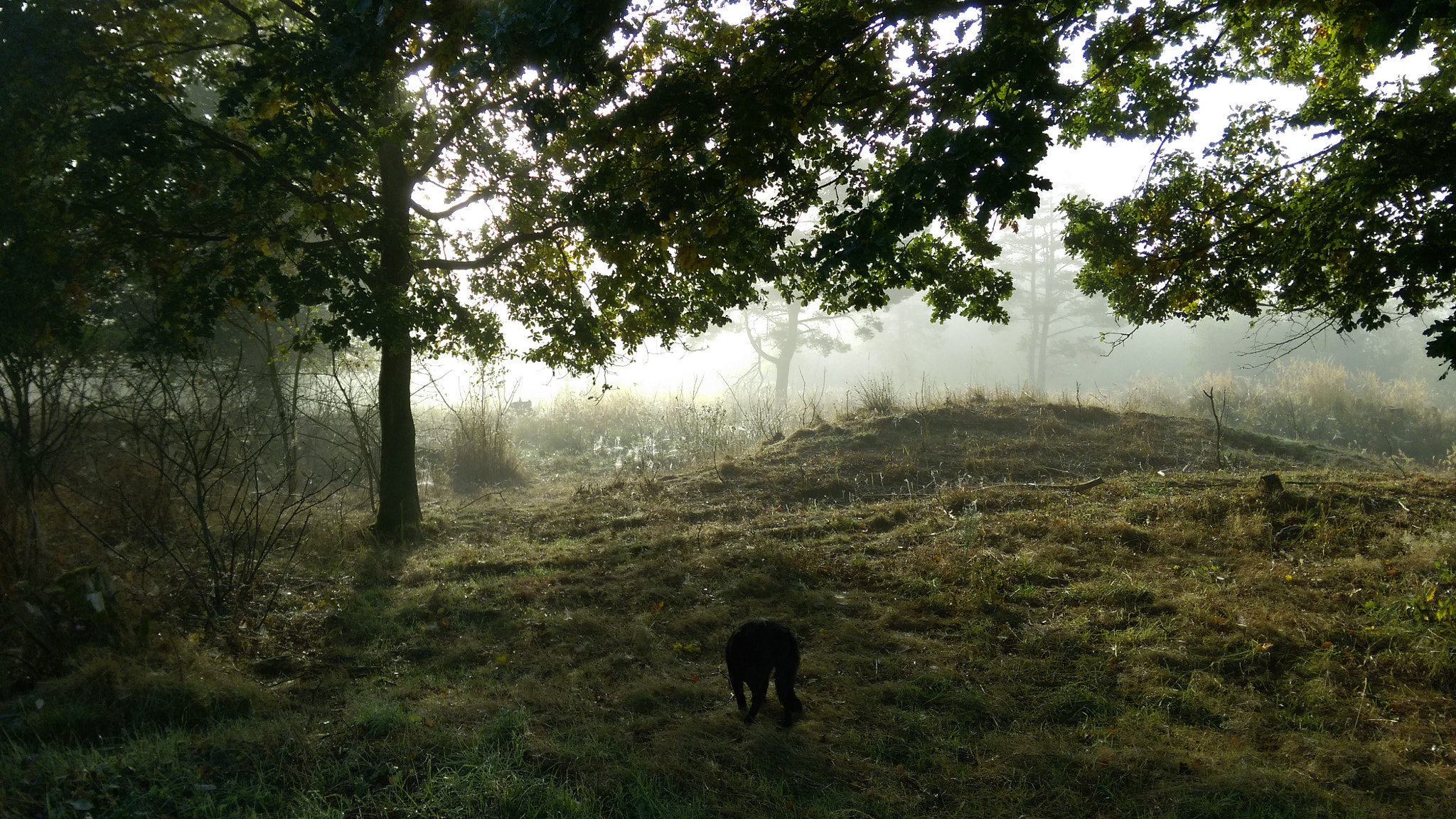 HTC DESIRE EYE sample photo. Foggy morning photography
