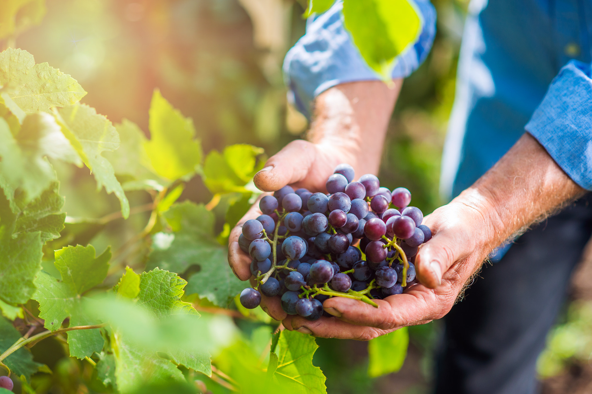 Nikon D4S + Nikon AF Nikkor 85mm F1.8D sample photo. Senior man in blue shirt harvesting grapes in garden photography